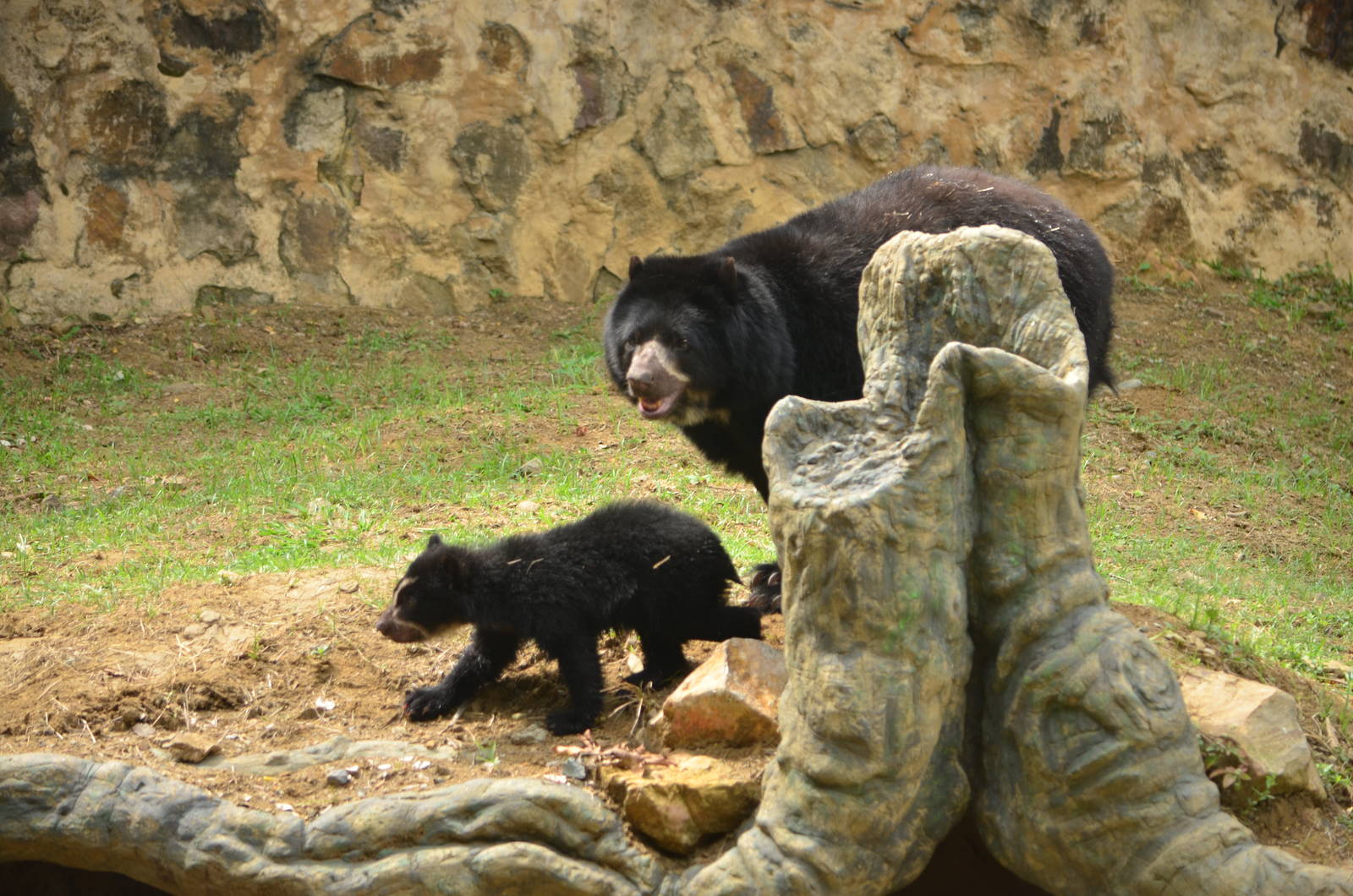 Wii, the spectacled bear cub