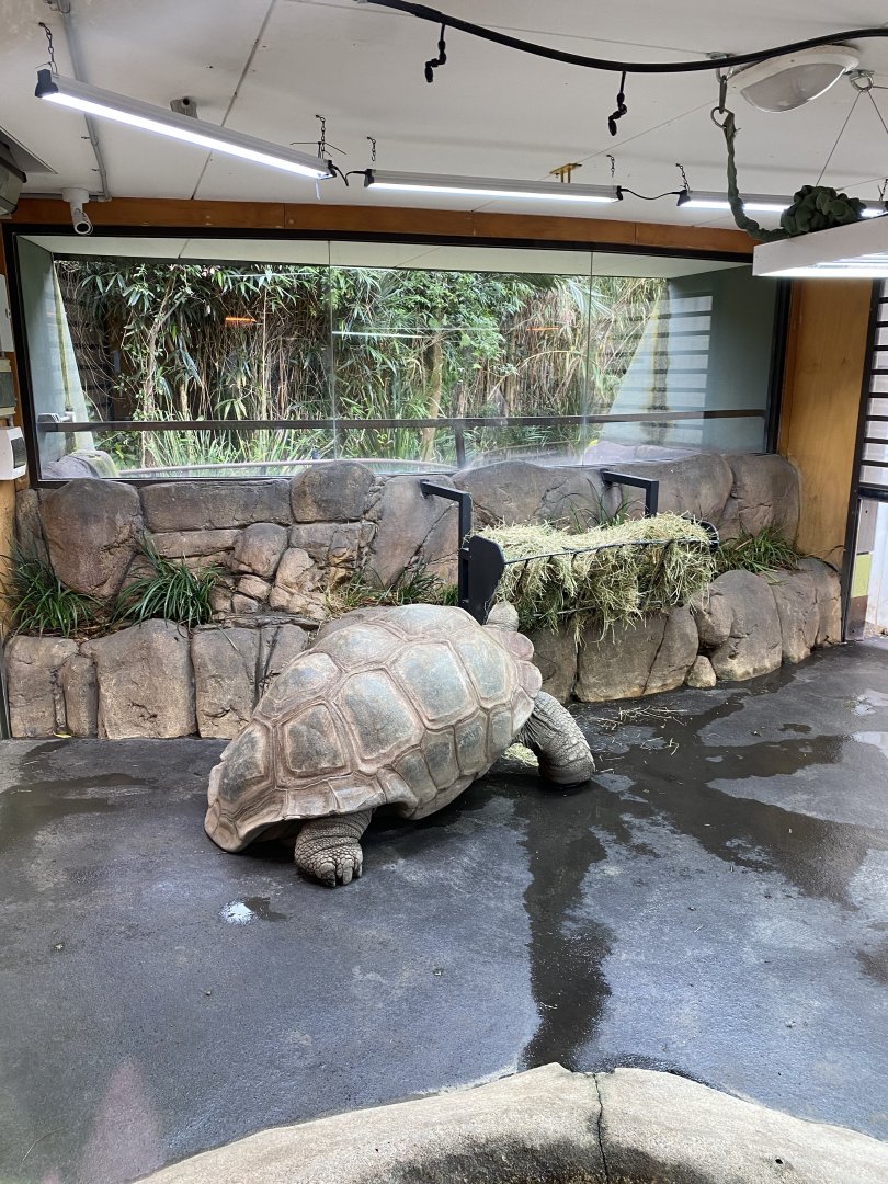 Wilbur - Aldabran Tortoise