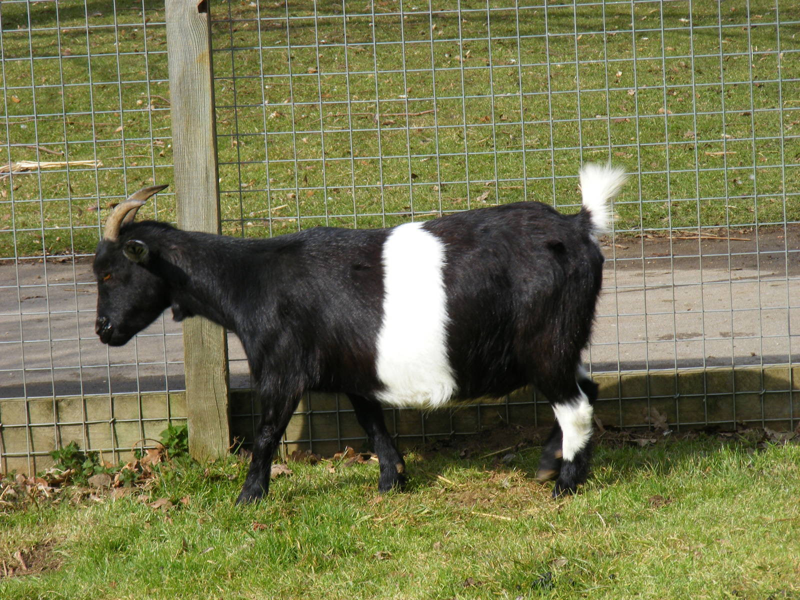 Wilbur the African pygmy goat at Beale Park, 13th March 2010