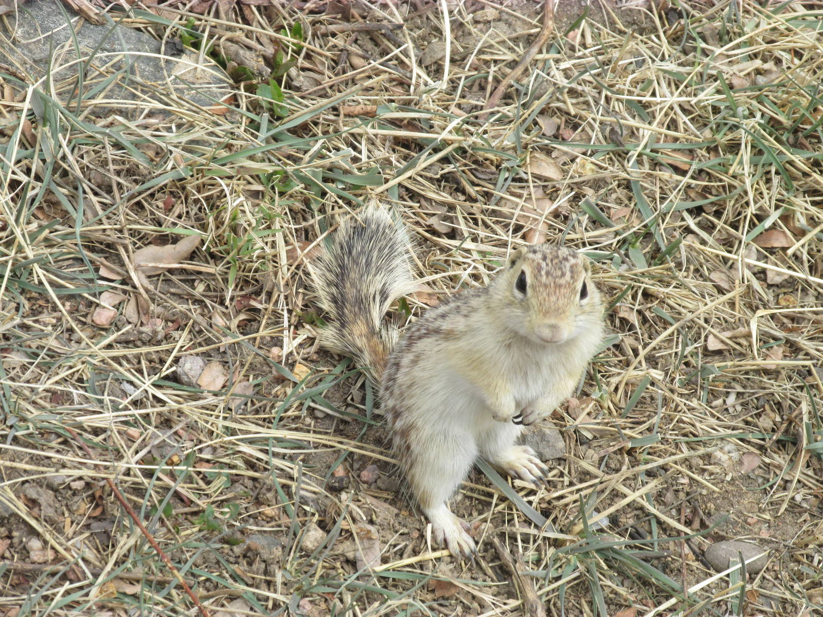 Wild 13-lined Ground Squirrel