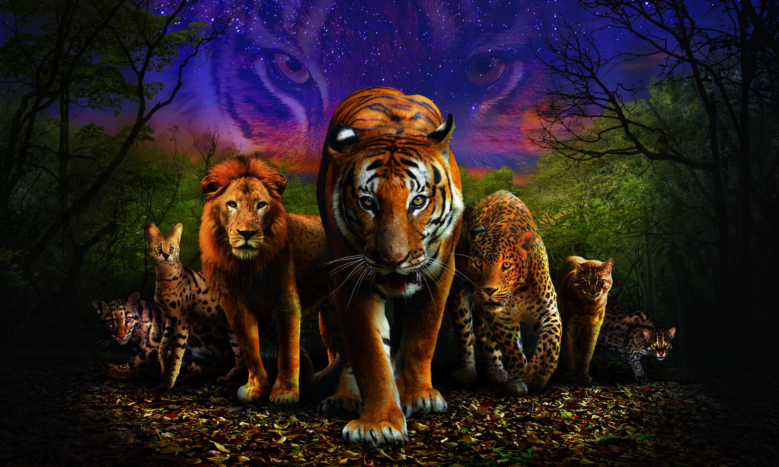 Wild About Cats event graphic