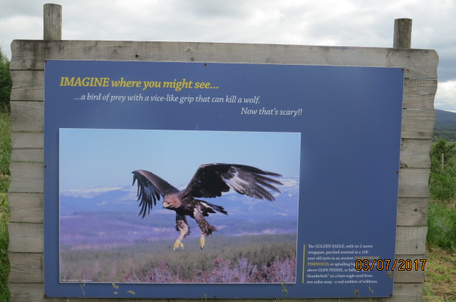 Wild About Scotland - Golden Eagle Sign