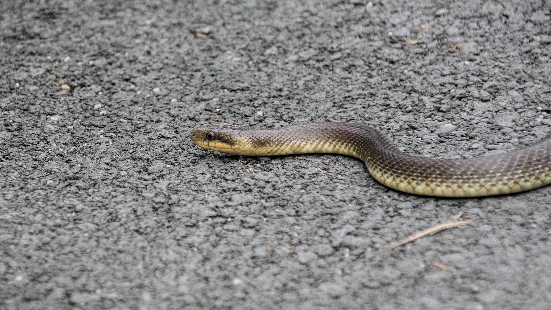 Wild Aesculapian snake (Zamenis longissimus)