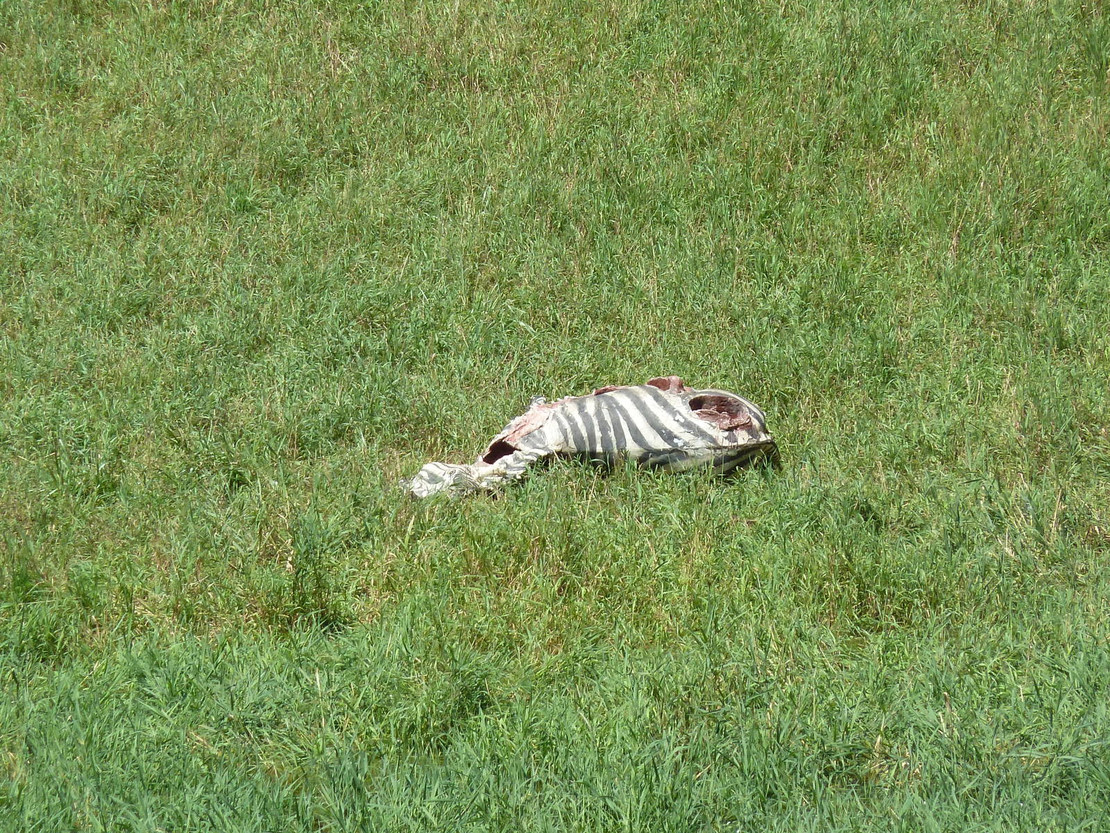 Wild Africa - 18-Acre Savanna - Zebra Carcass