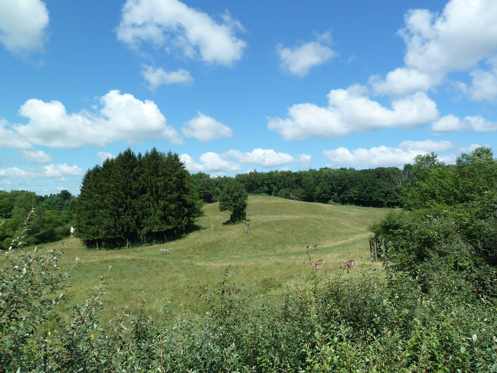 Wild Africa - 18-Acre Savanna
