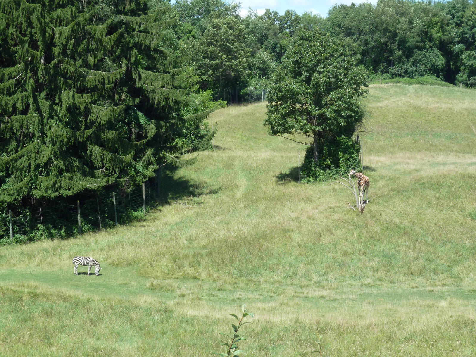 Wild Africa - 18-Acre Savanna