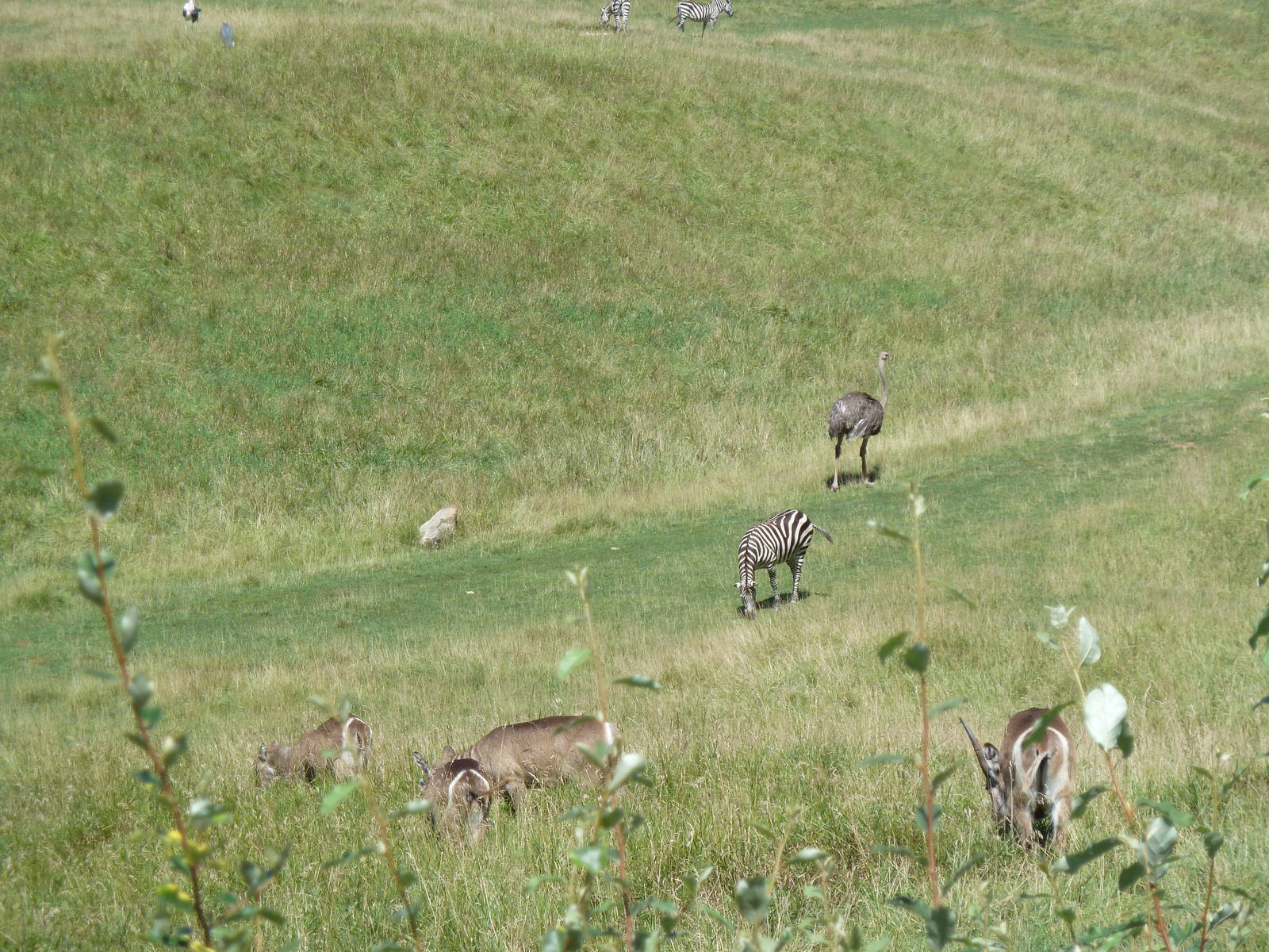 Wild Africa - 18-Acre Savanna