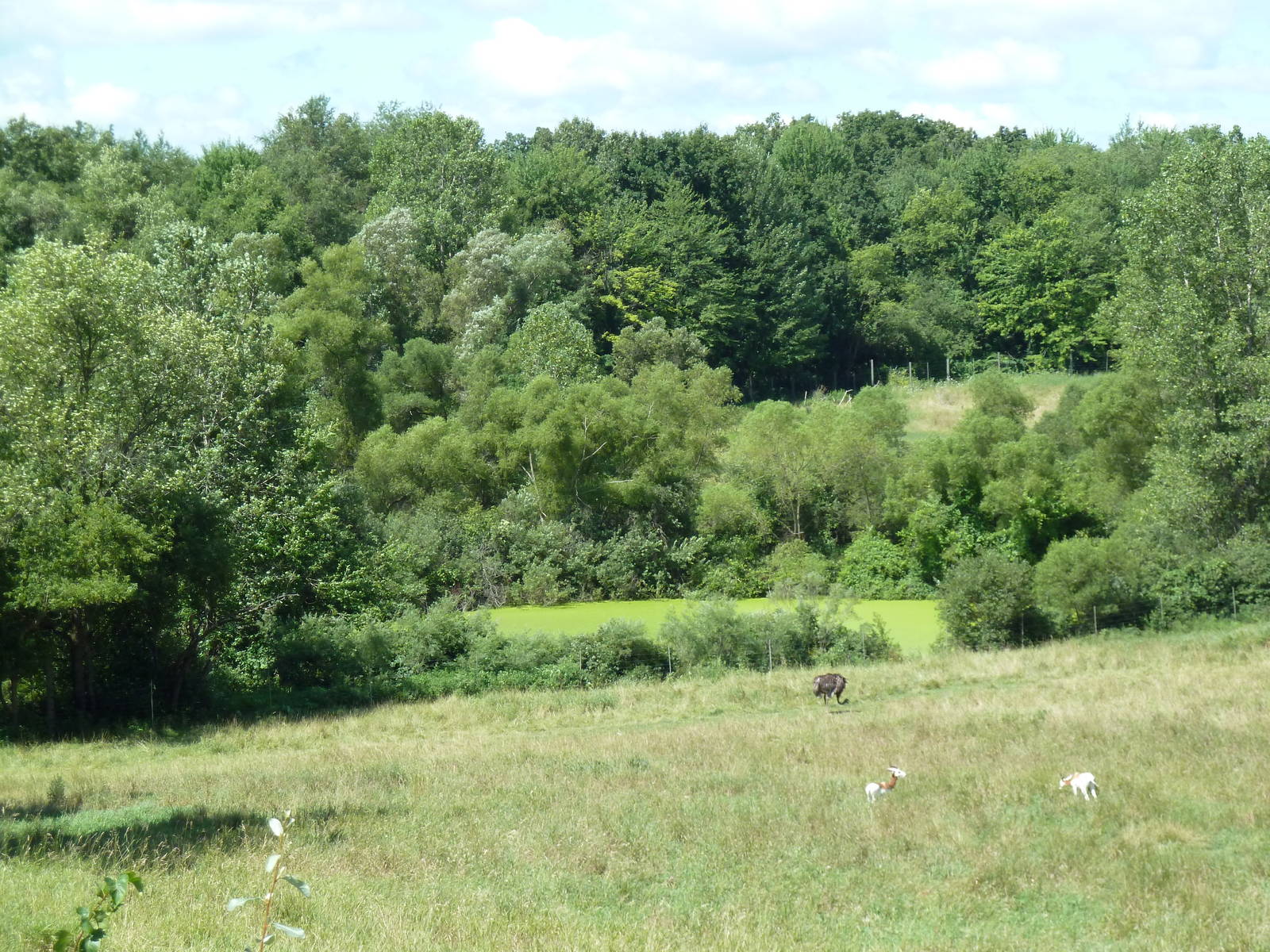 Wild Africa - 18-Acre Savanna