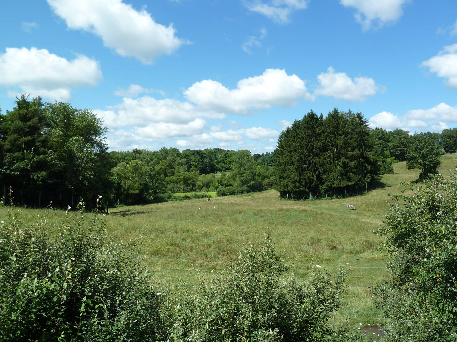 Wild Africa - 18-Acre Savanna
