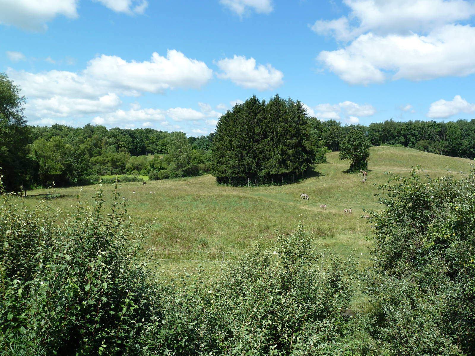 Wild Africa - 18-Acre Savanna