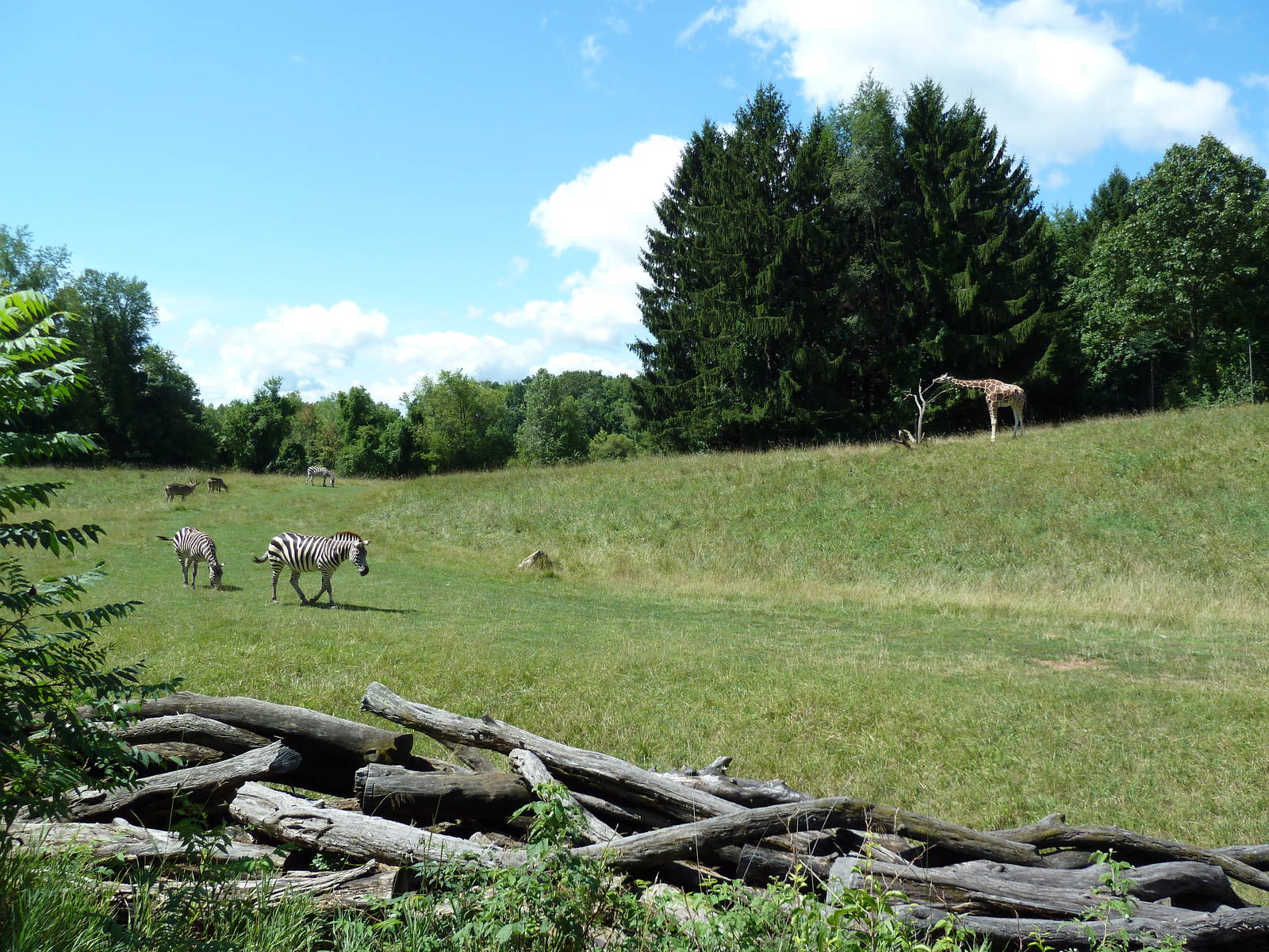 Wild Africa - 18-Acre Savanna