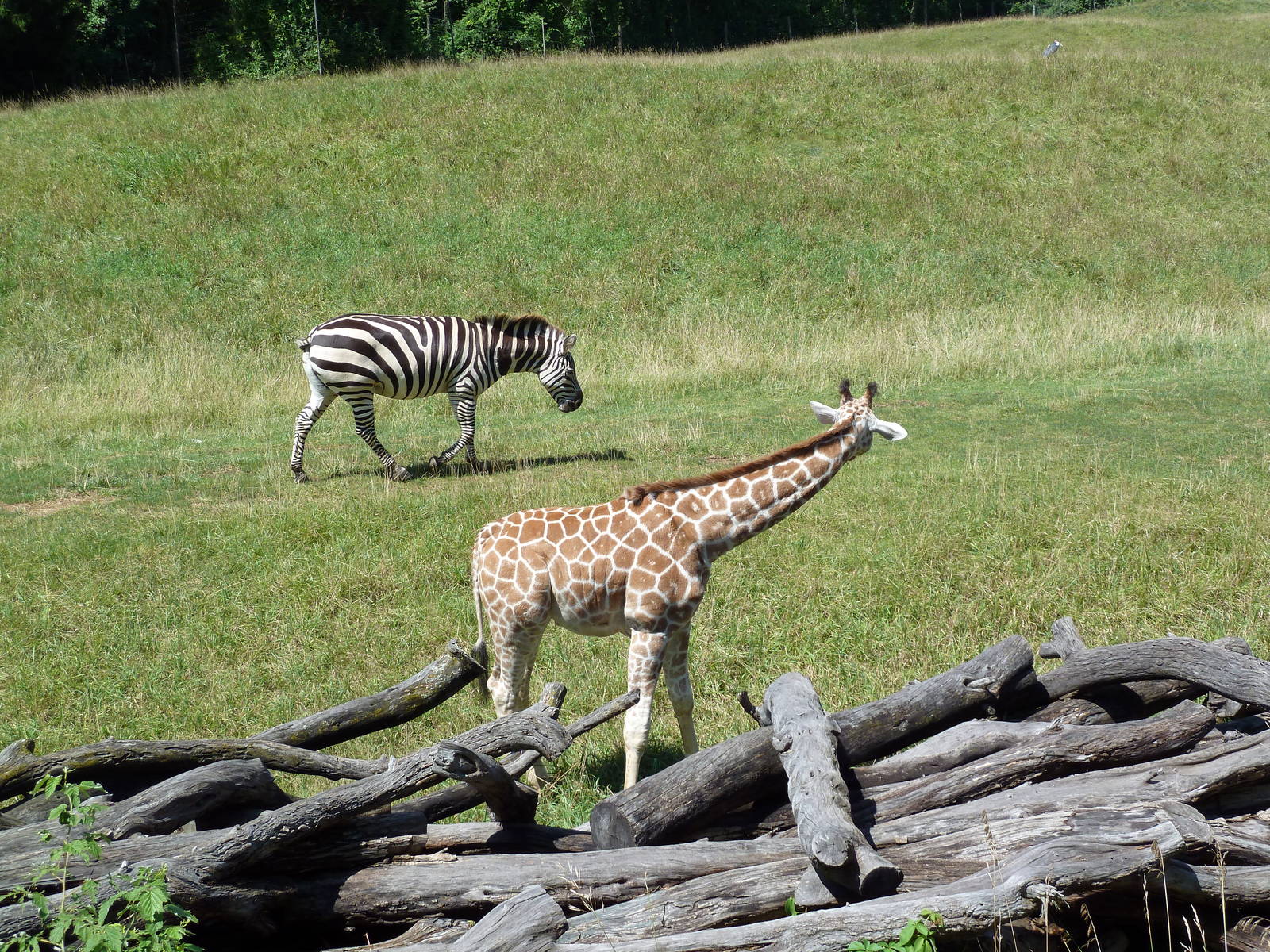 Wild Africa - 18-Acre Savanna