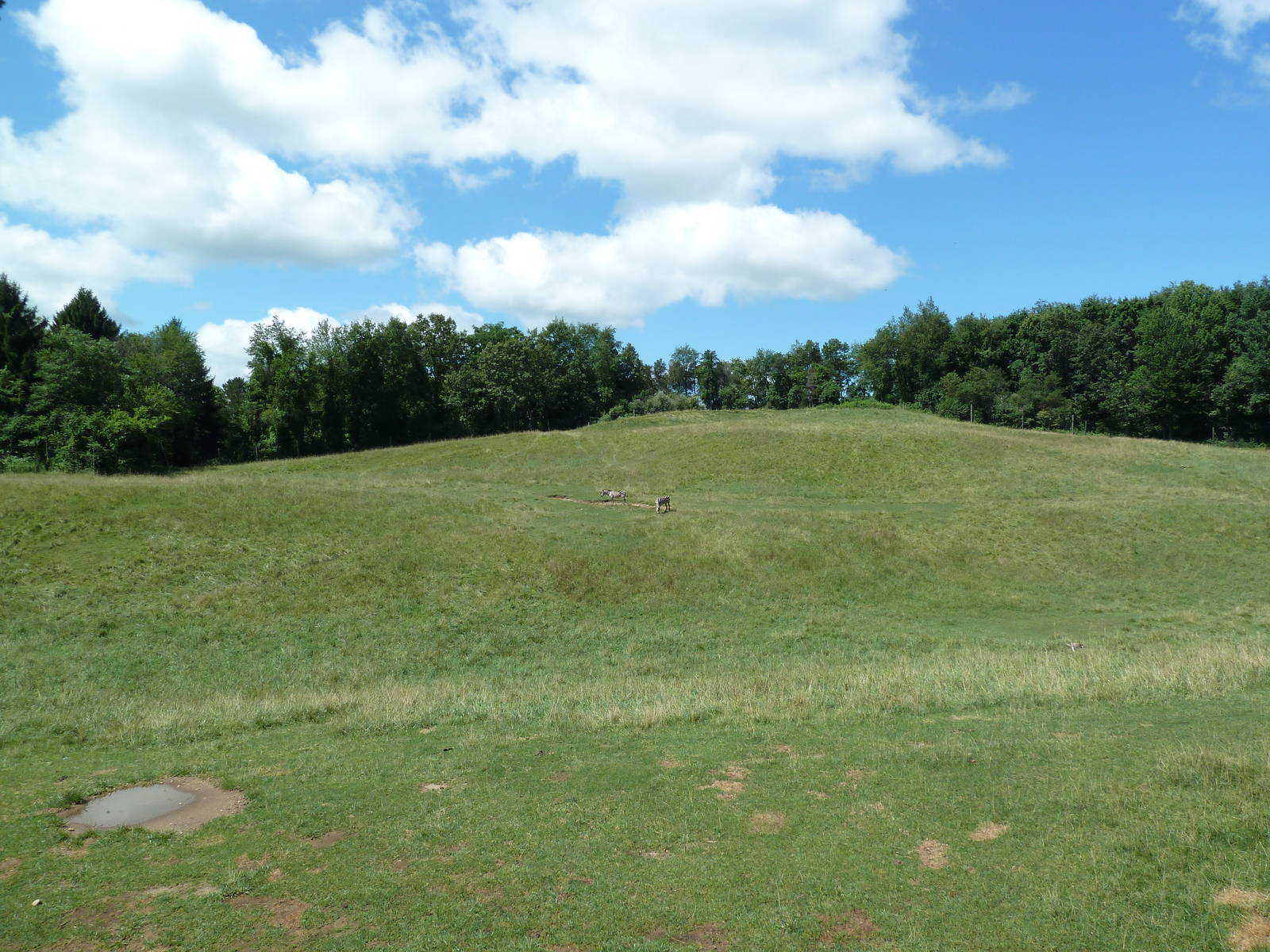 Wild Africa - 18-Acre Savanna
