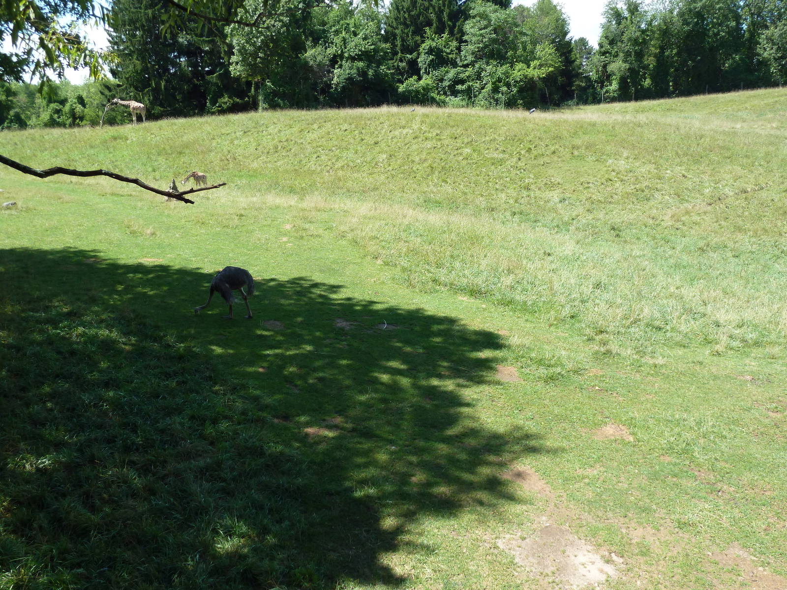 Wild Africa - 18-Acre Savanna