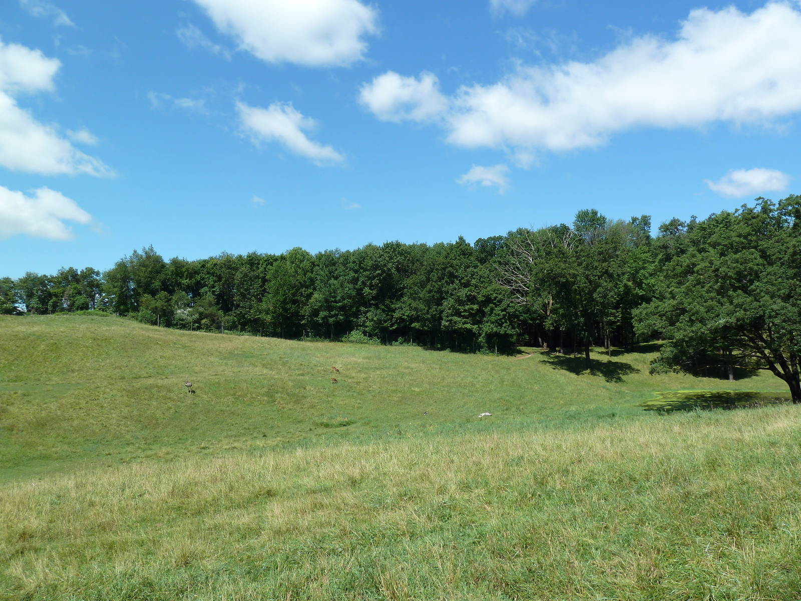Wild Africa - 18-Acre Savanna