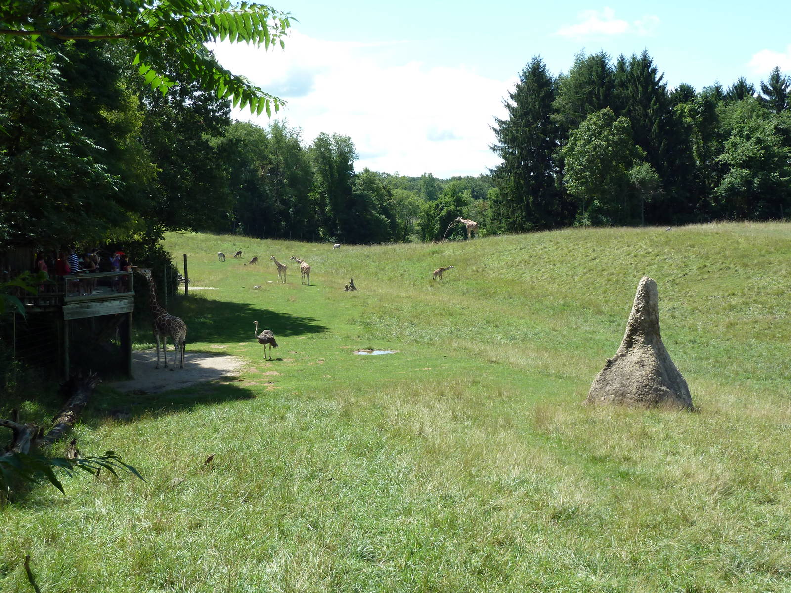 Wild Africa - 18-Acre Savanna