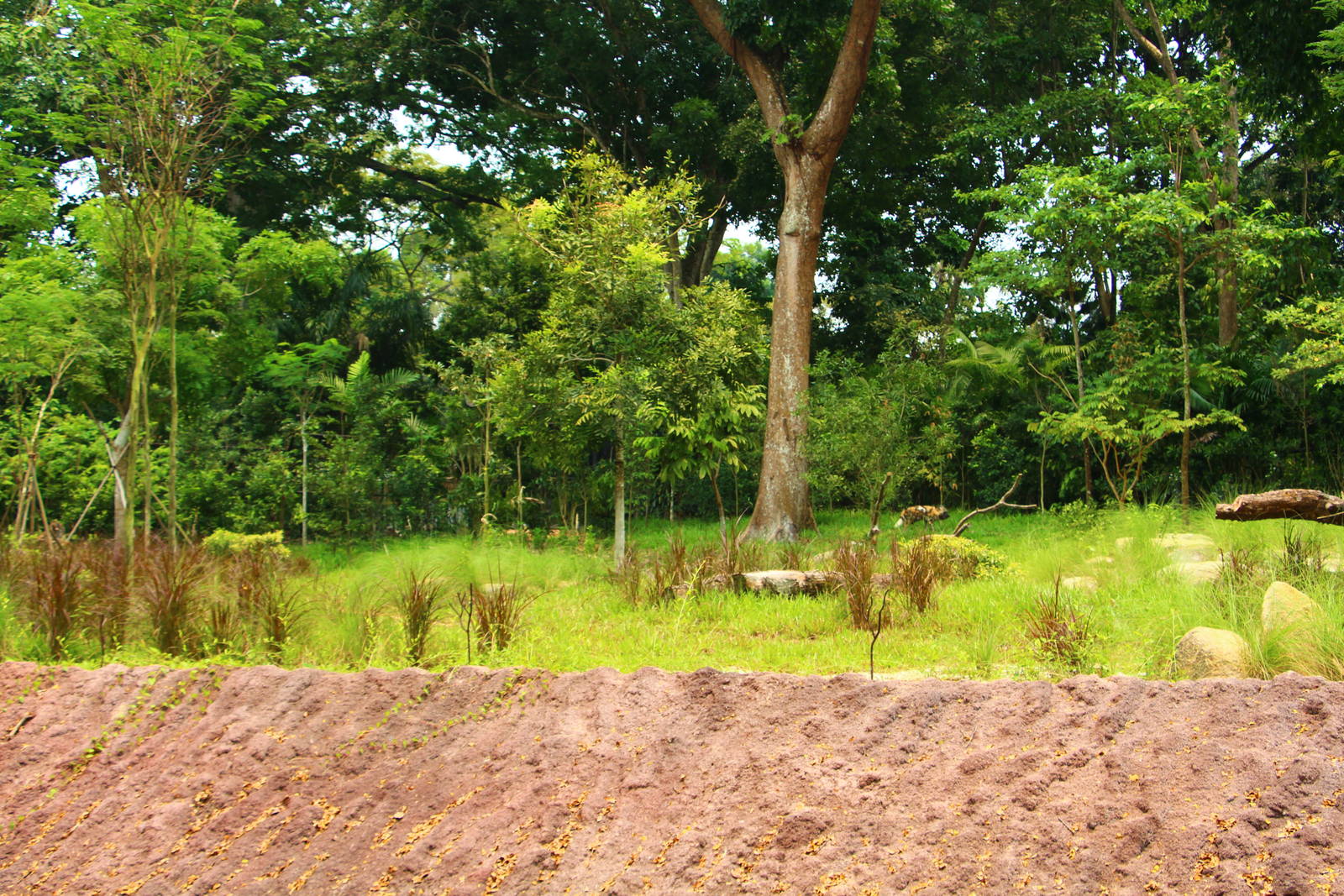 Wild Africa - African Painted Dog exhibit