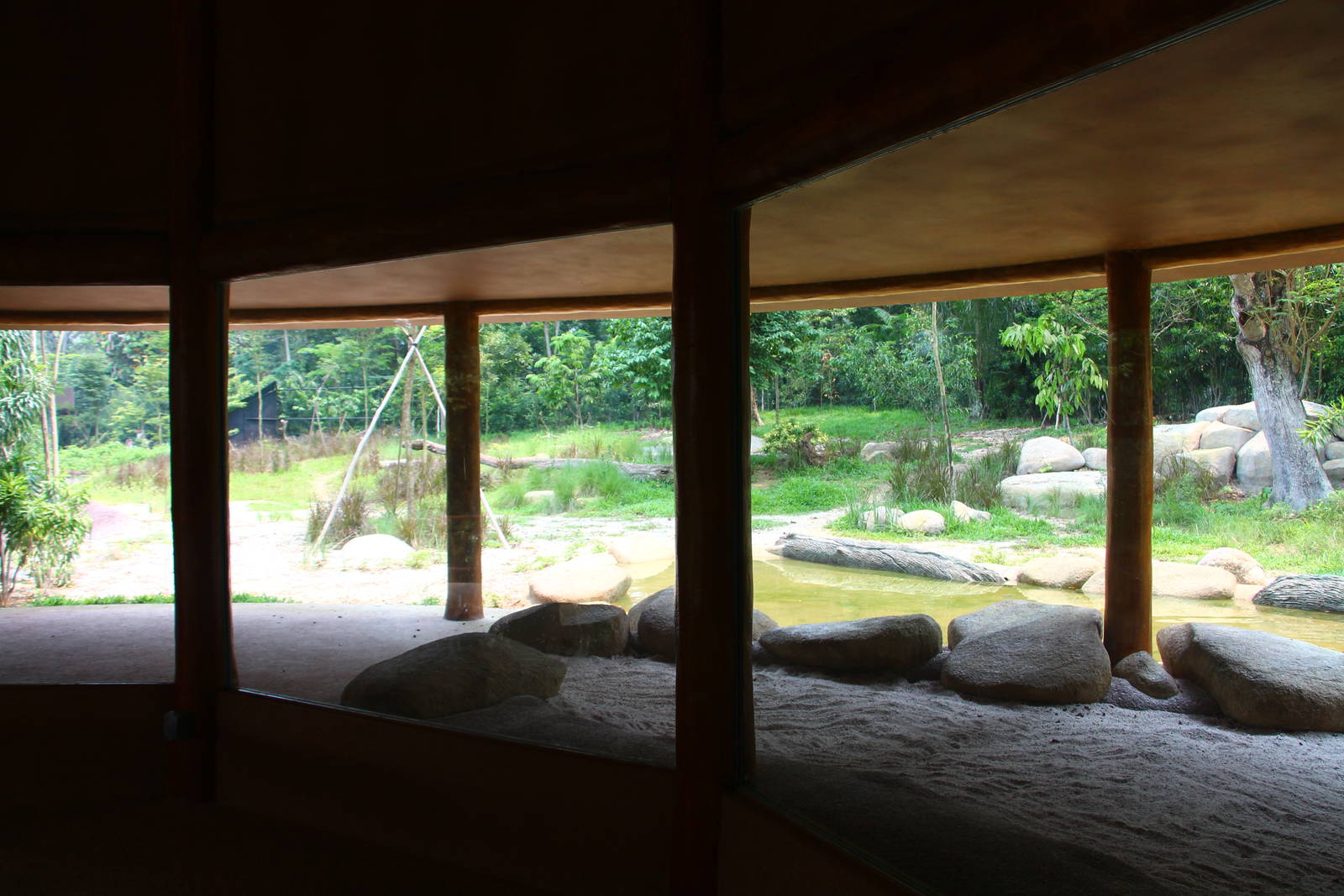 Wild Africa - African Painted Dog exhibit