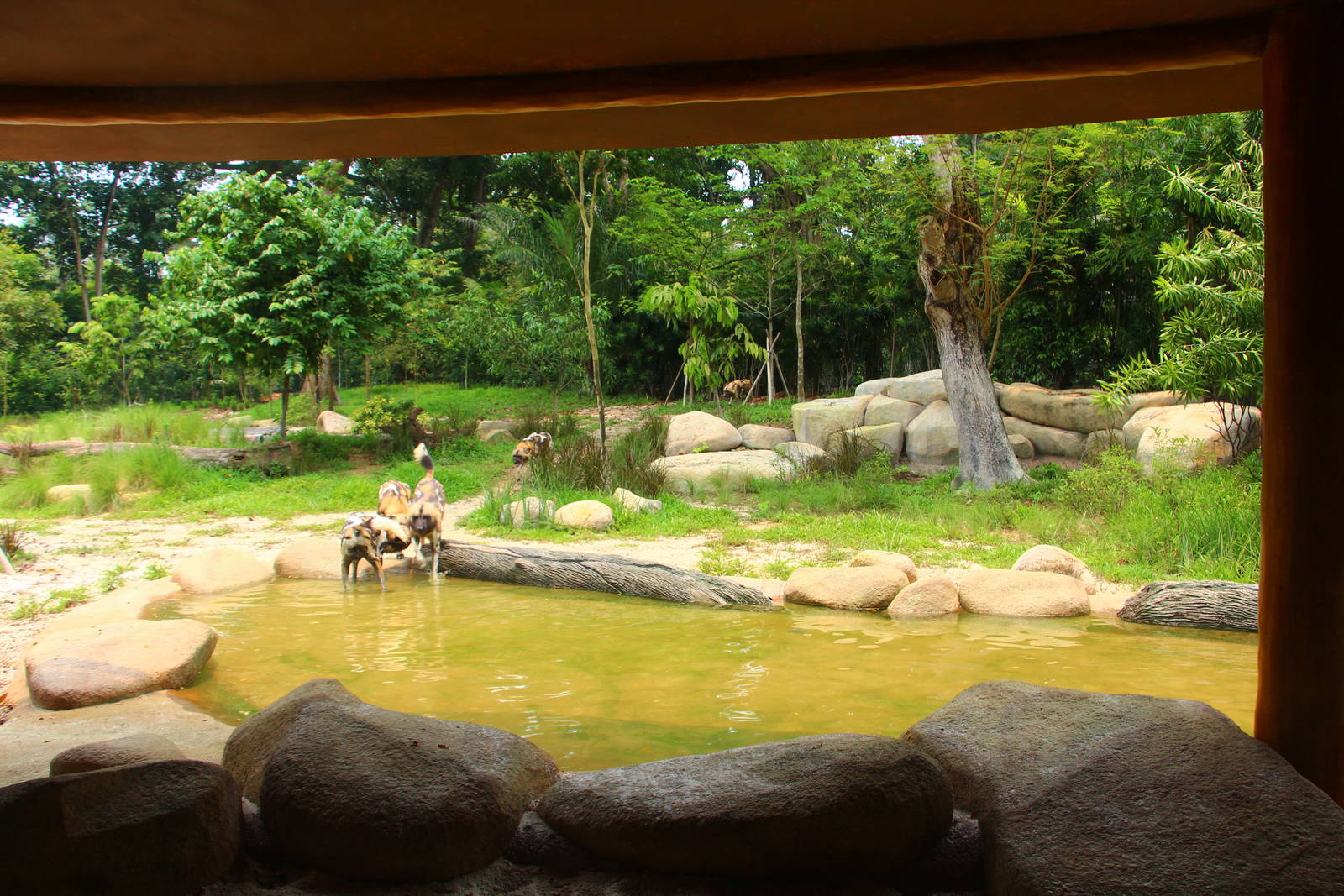 Wild Africa - African Painted Dog exhibit