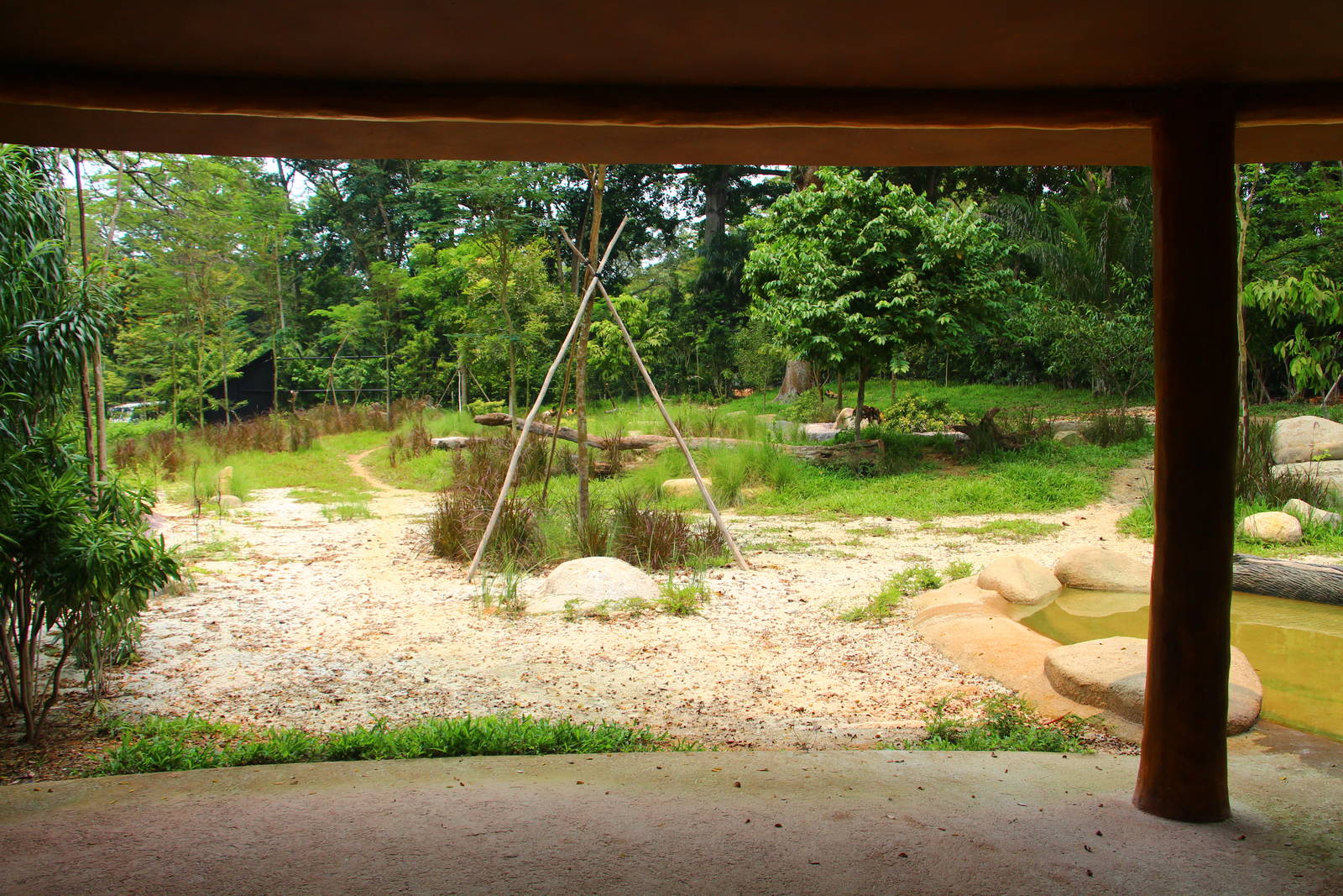 Wild Africa - African Painted Dog exhibit