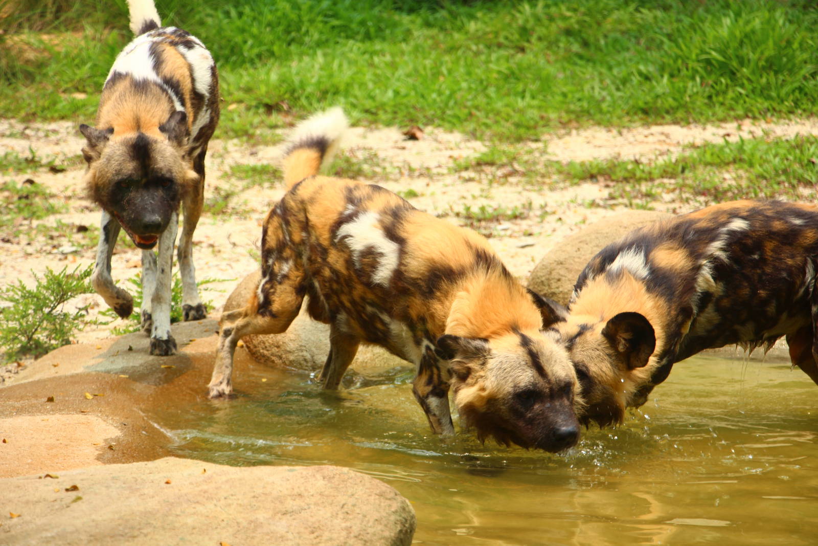 Wild Africa - African Painted Dog exhibit