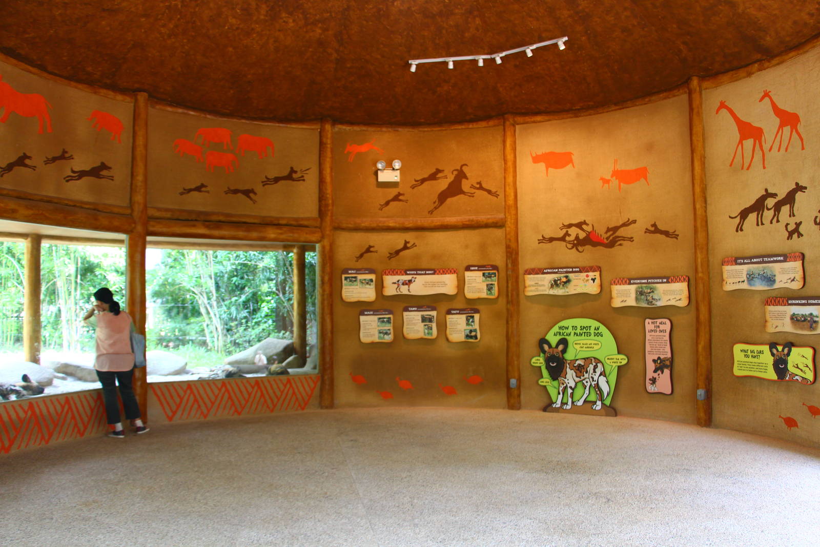 Wild Africa - African Painted Dog exhibit