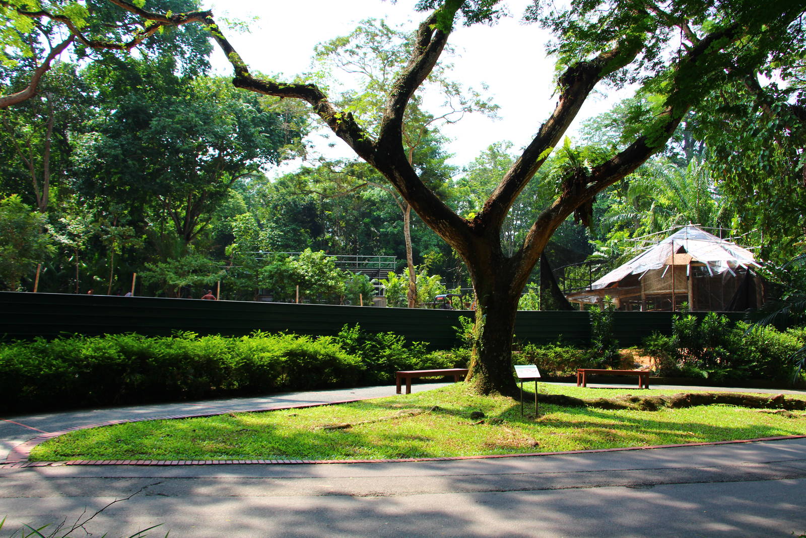 Wild Africa - African Wild Dog exhibit (under construction)