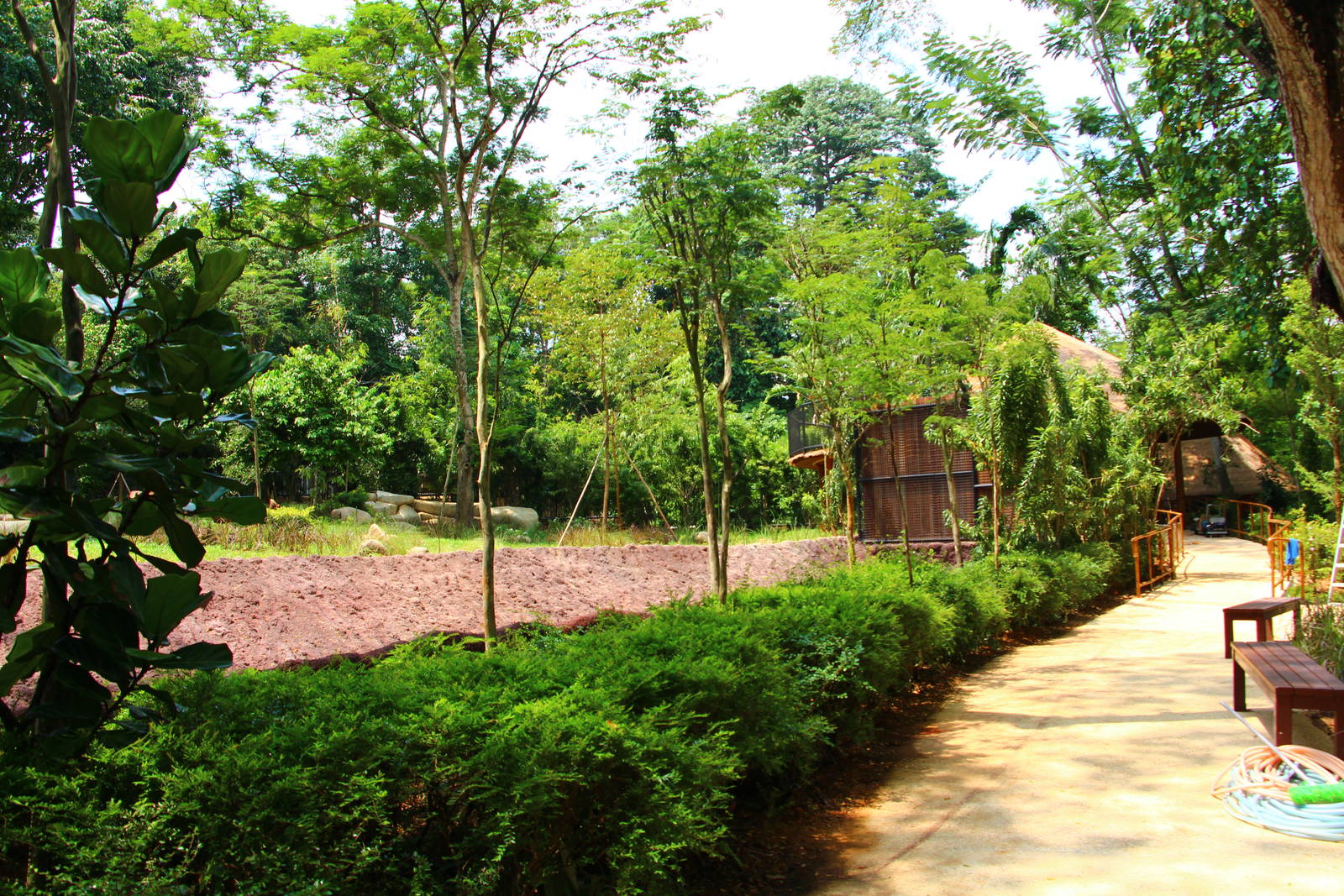 Wild Africa - African Wild Dog exhibit (Under construction)