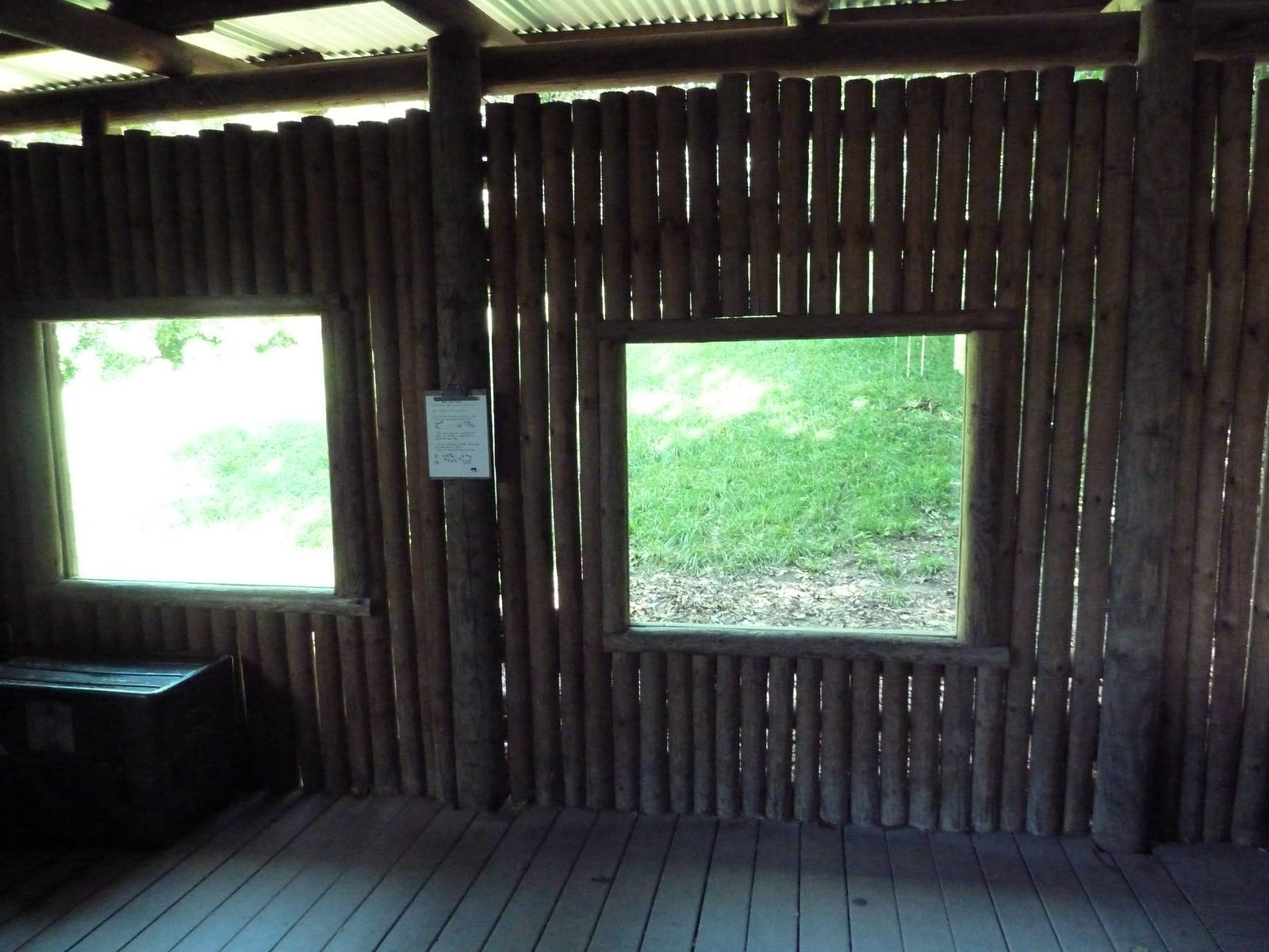 Wild Africa - African Wild Dog Exhibit - Viewing Windows