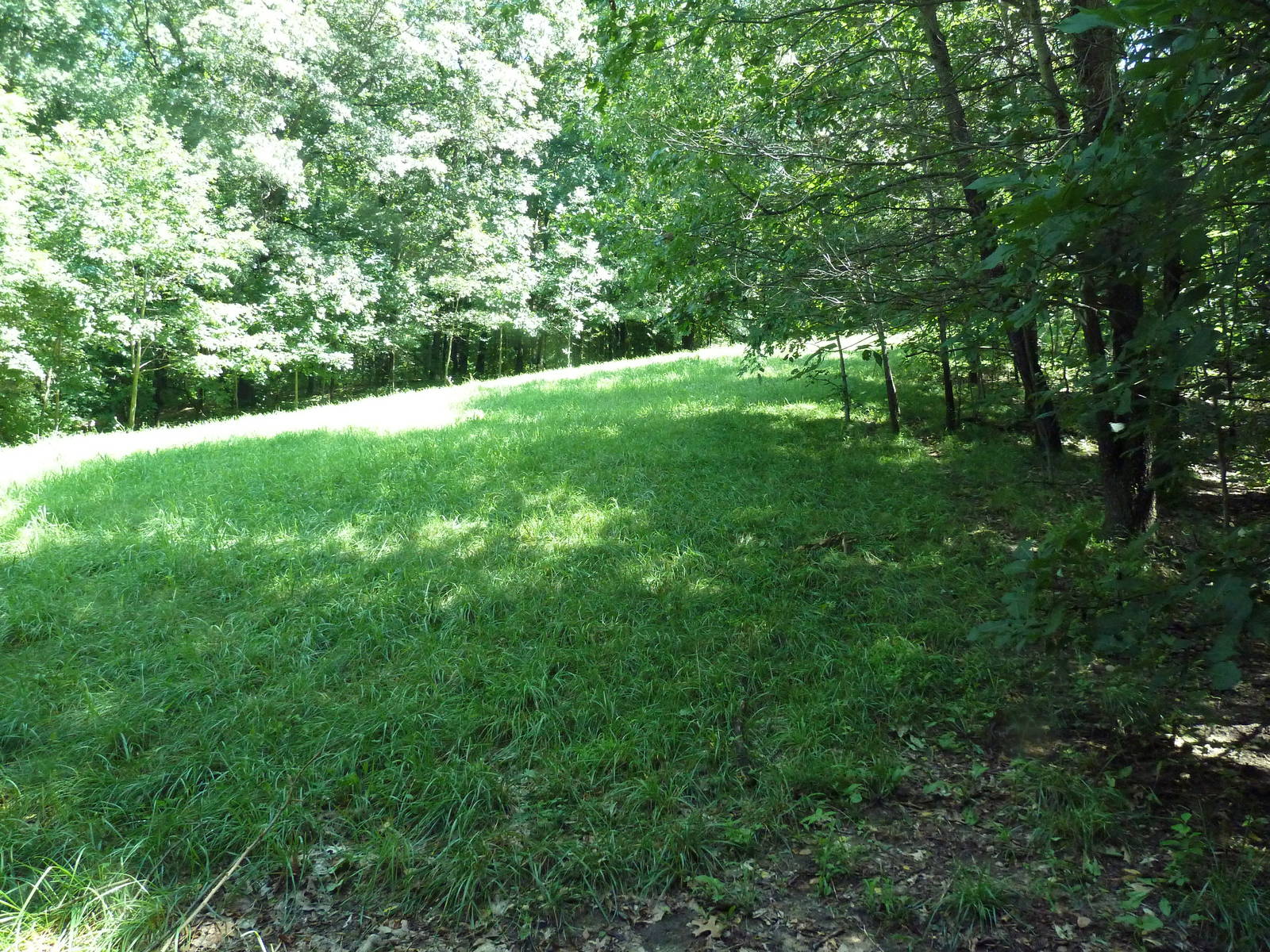 Wild Africa - African Wild Dog Exhibit