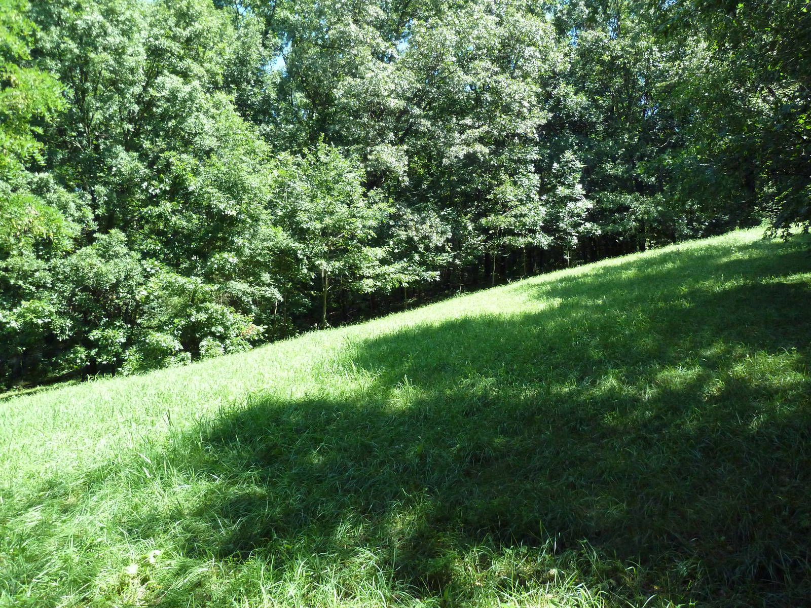 Wild Africa - African Wild Dog Exhibit