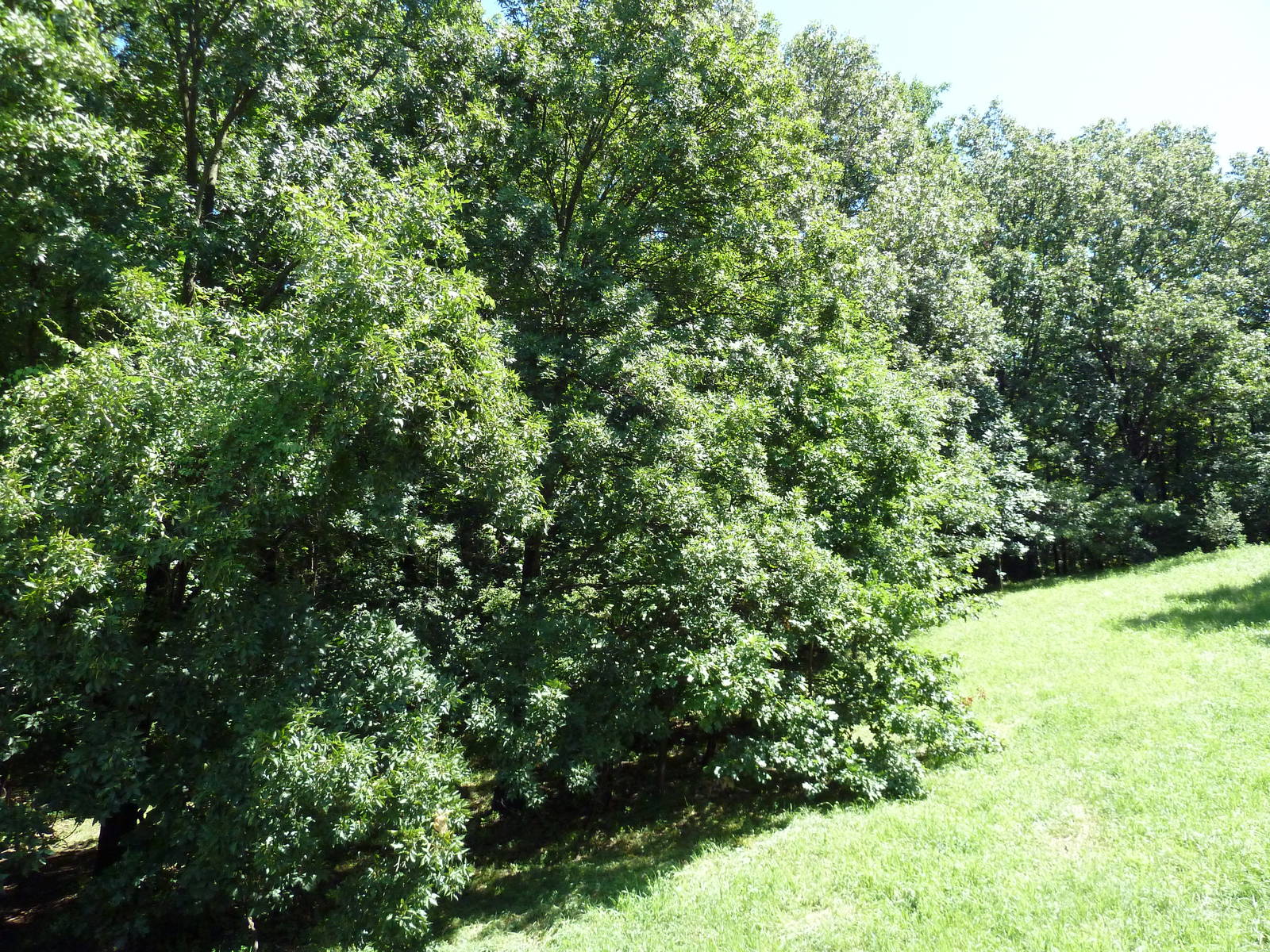 Wild Africa - African Wild Dog Exhibit