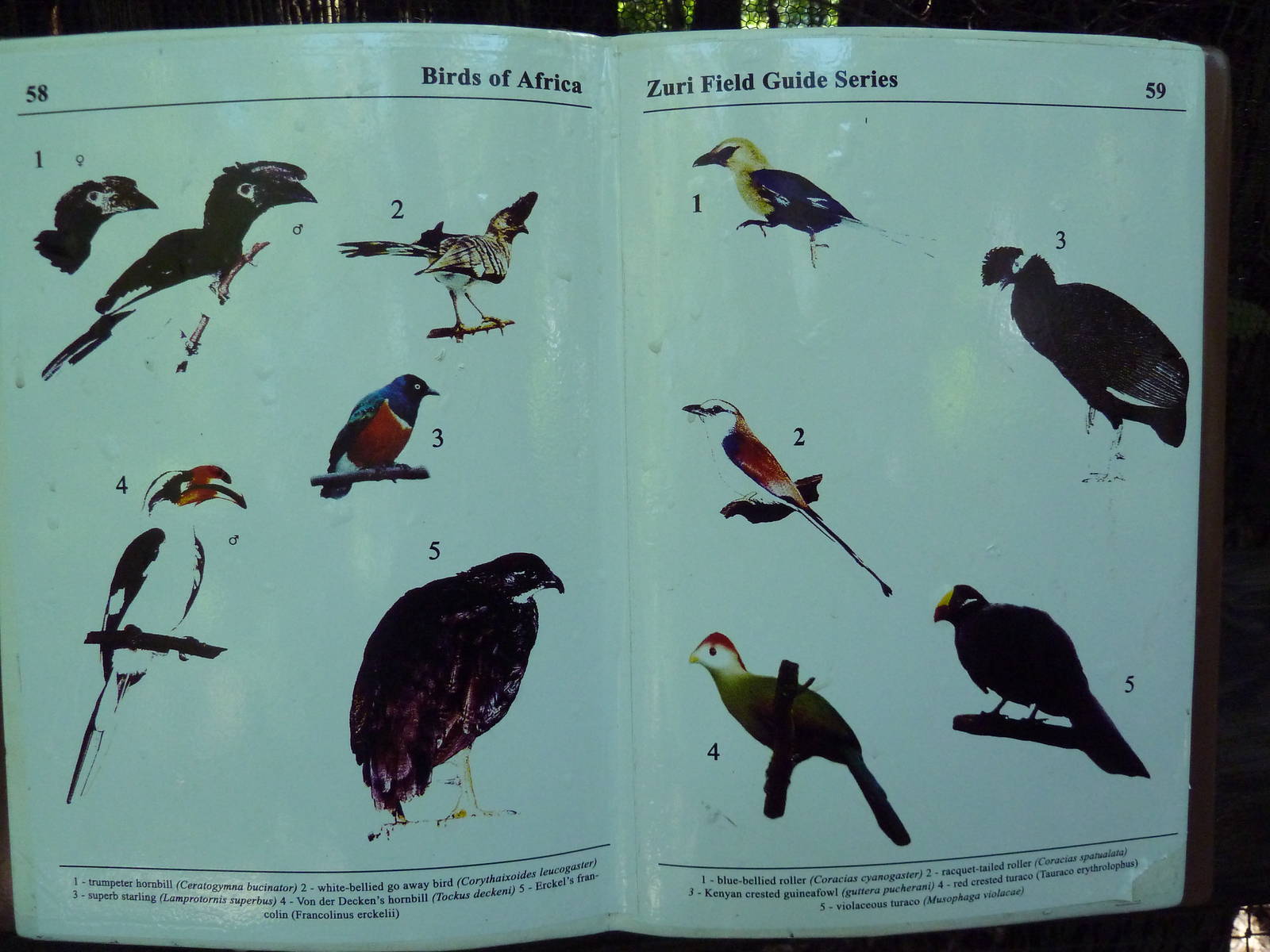 Wild Africa - Aviary Signage