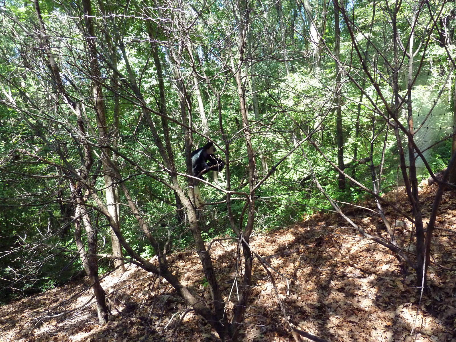 Wild Africa - Black Mangabey/Colobus Monkey Exhibit
