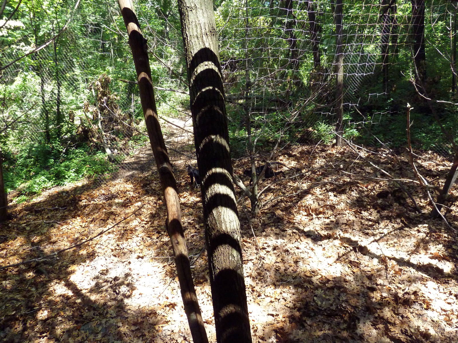 Wild Africa - Black Mangabey/Colobus Monkey Exhibit