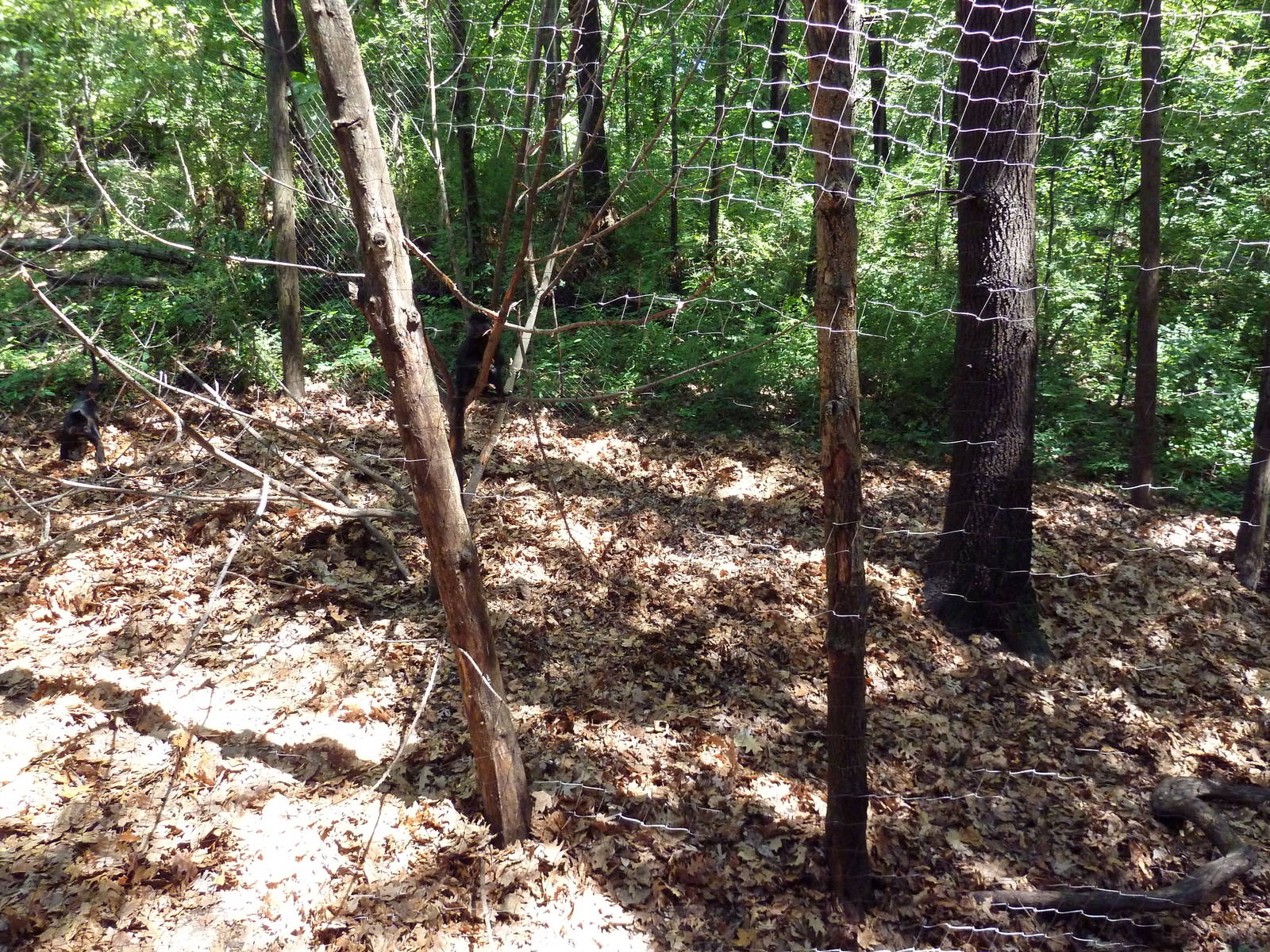Wild Africa - Black Mangabey/Colobus Monkey Exhibit