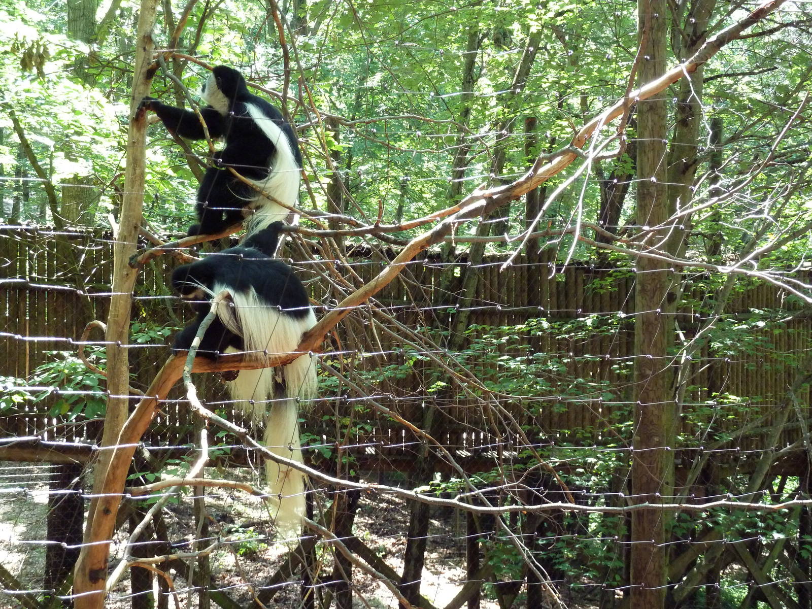 Wild Africa - Black Mangabey/Colobus Monkey Exhibit