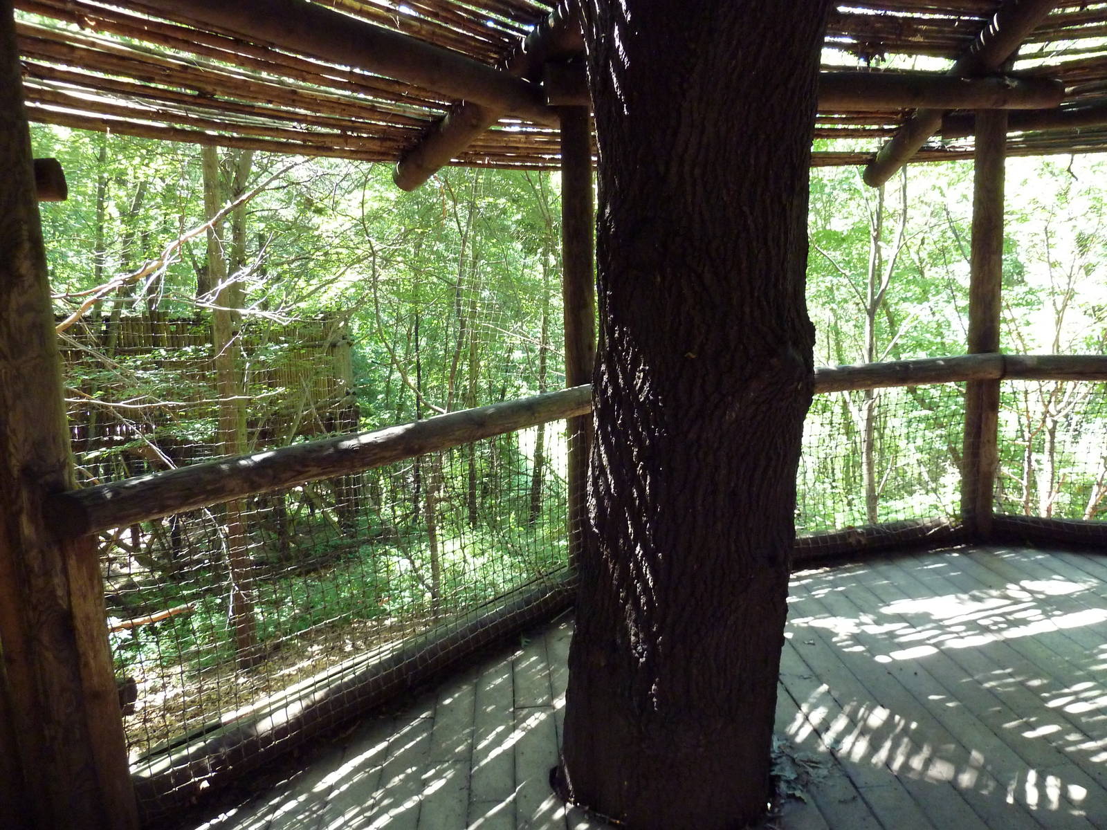 Wild Africa - Black Mangabey/Colobus Monkey Exhibit