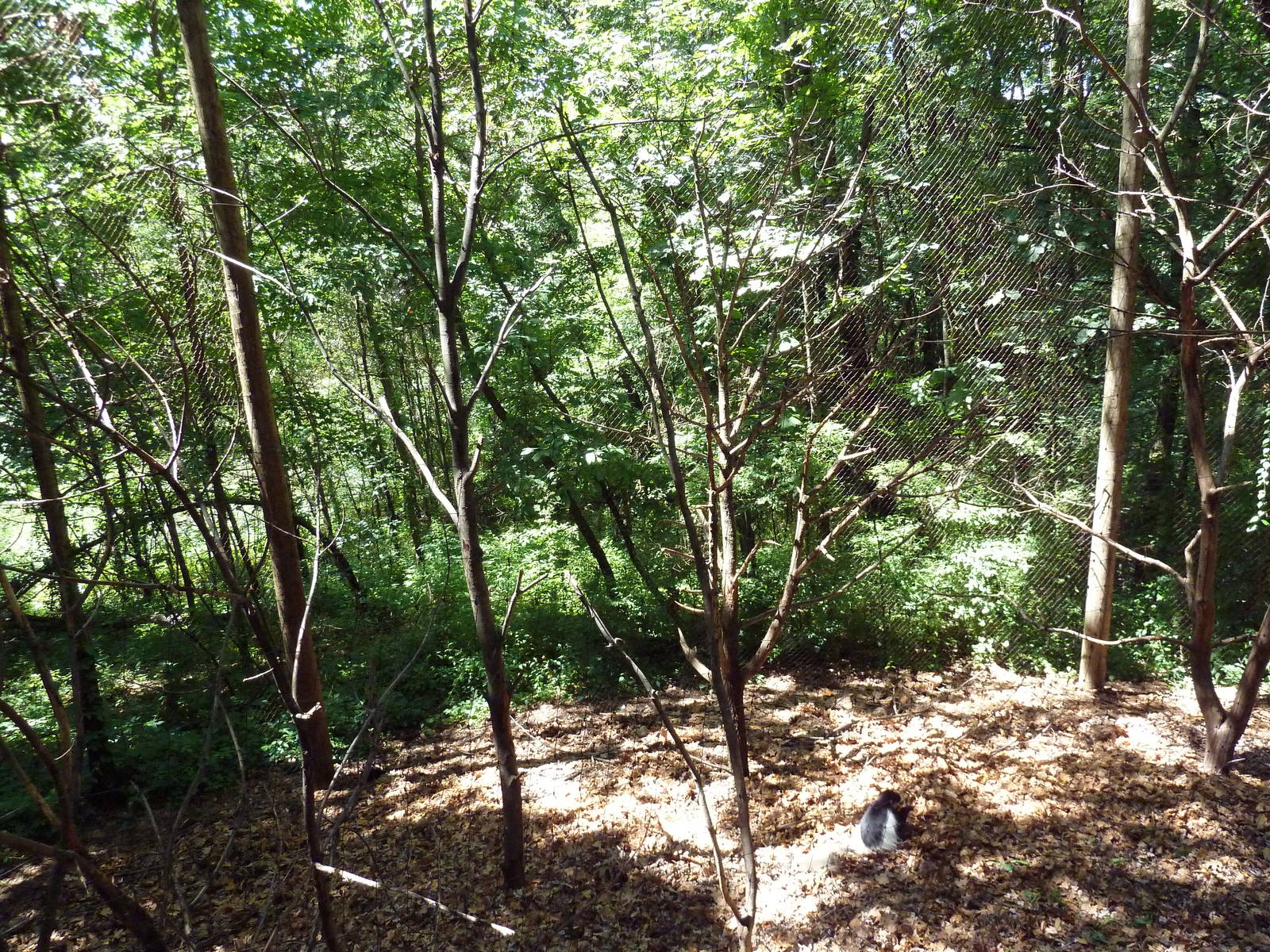 Wild Africa - Black Mangabey/Colobus Monkey Exhibit