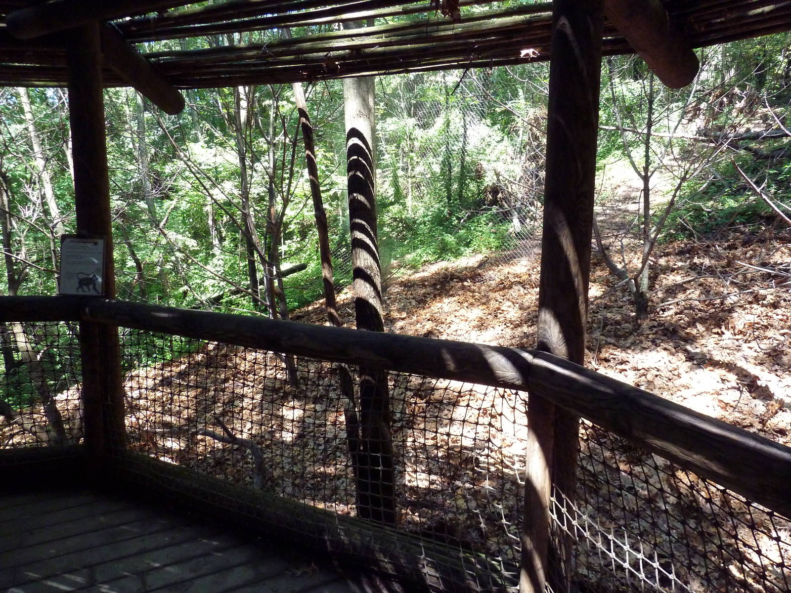 Wild Africa - Black Mangabey/Colobus Monkey Exhibit