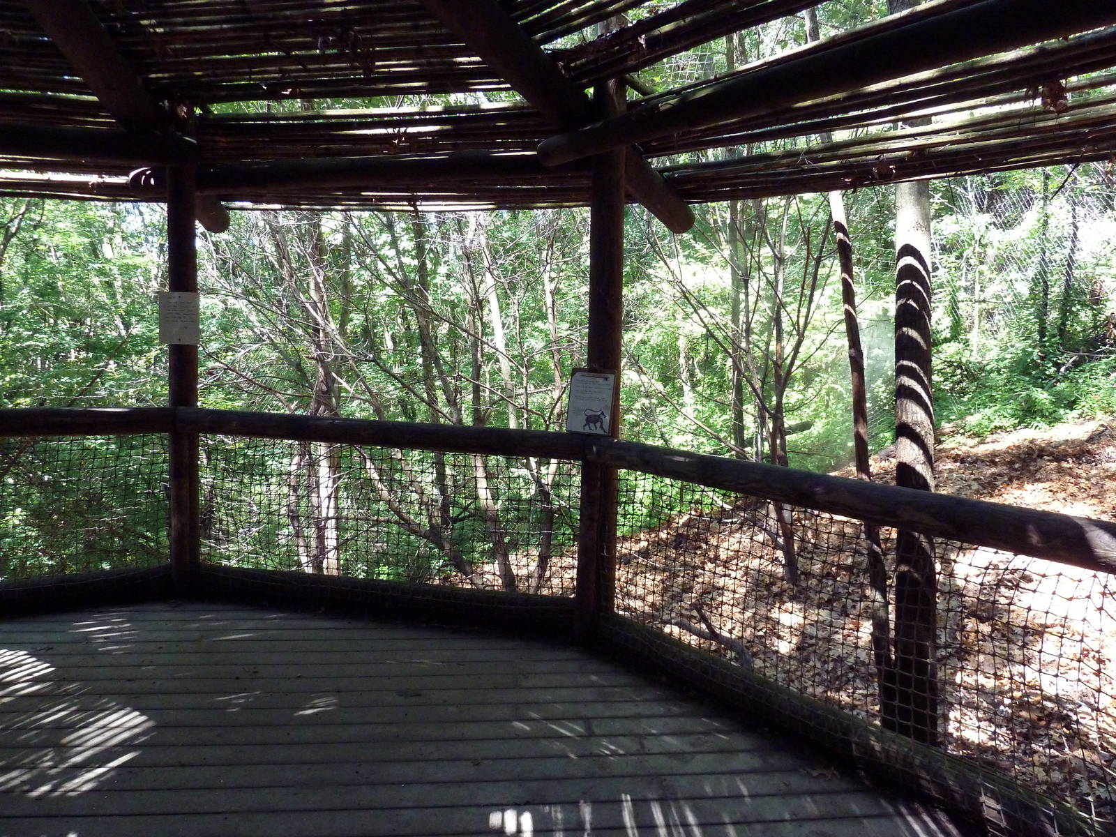 Wild Africa - Black Mangabey/Colobus Monkey Exhibit