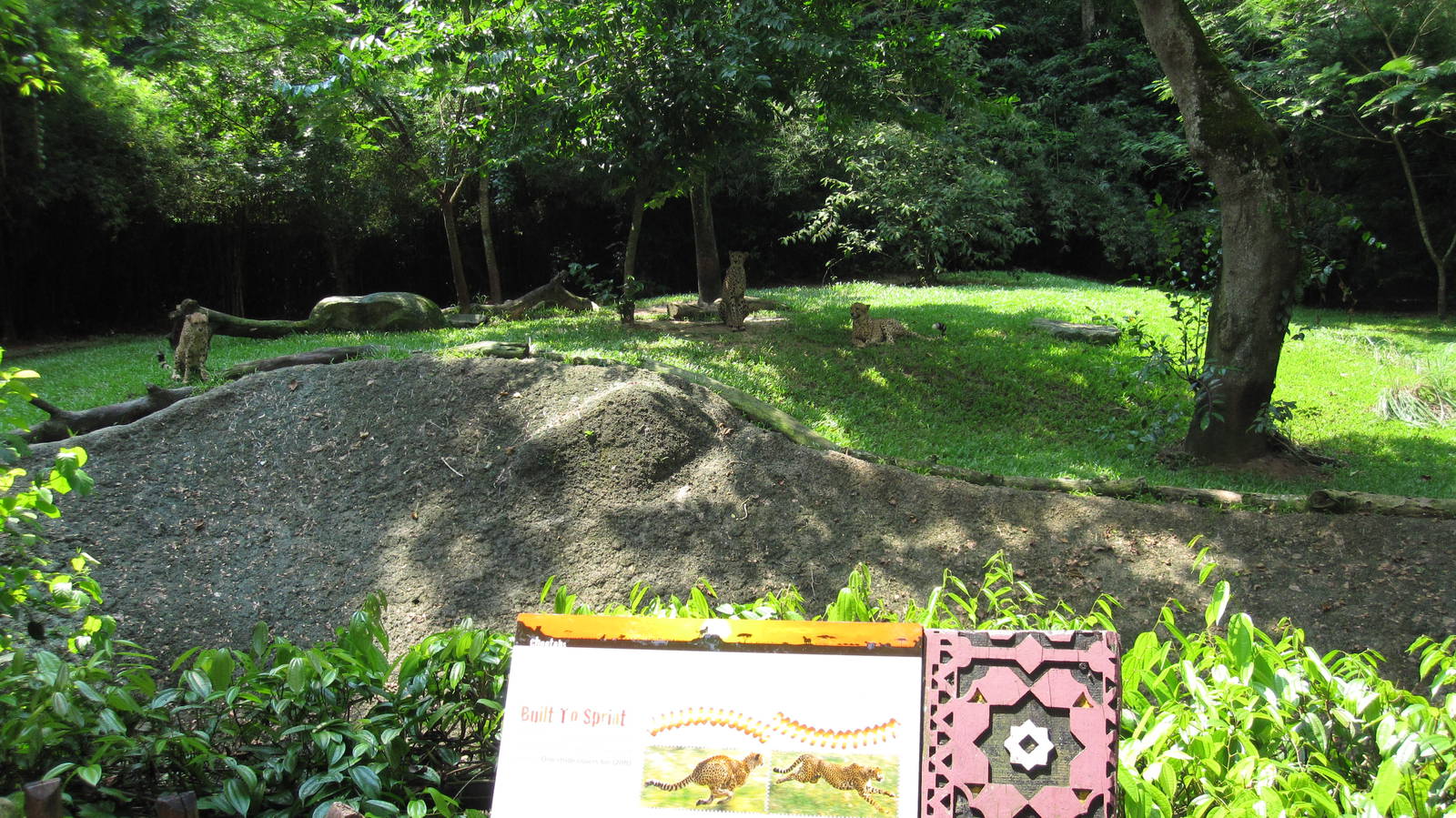 Wild Africa - Cheetah