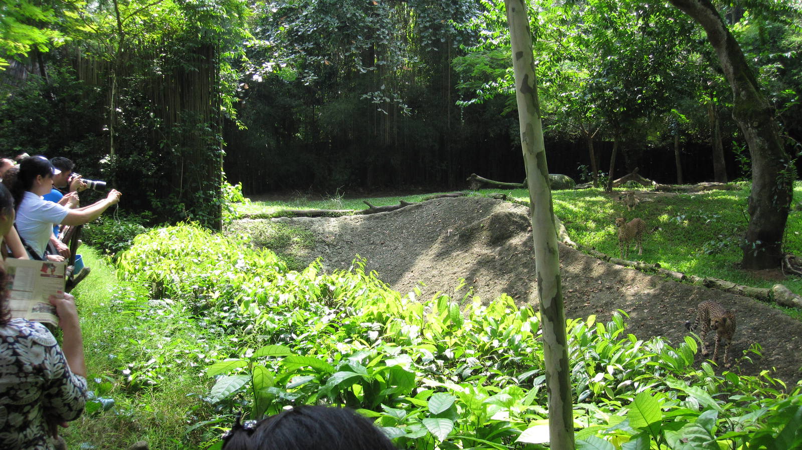 Wild Africa - Cheetah