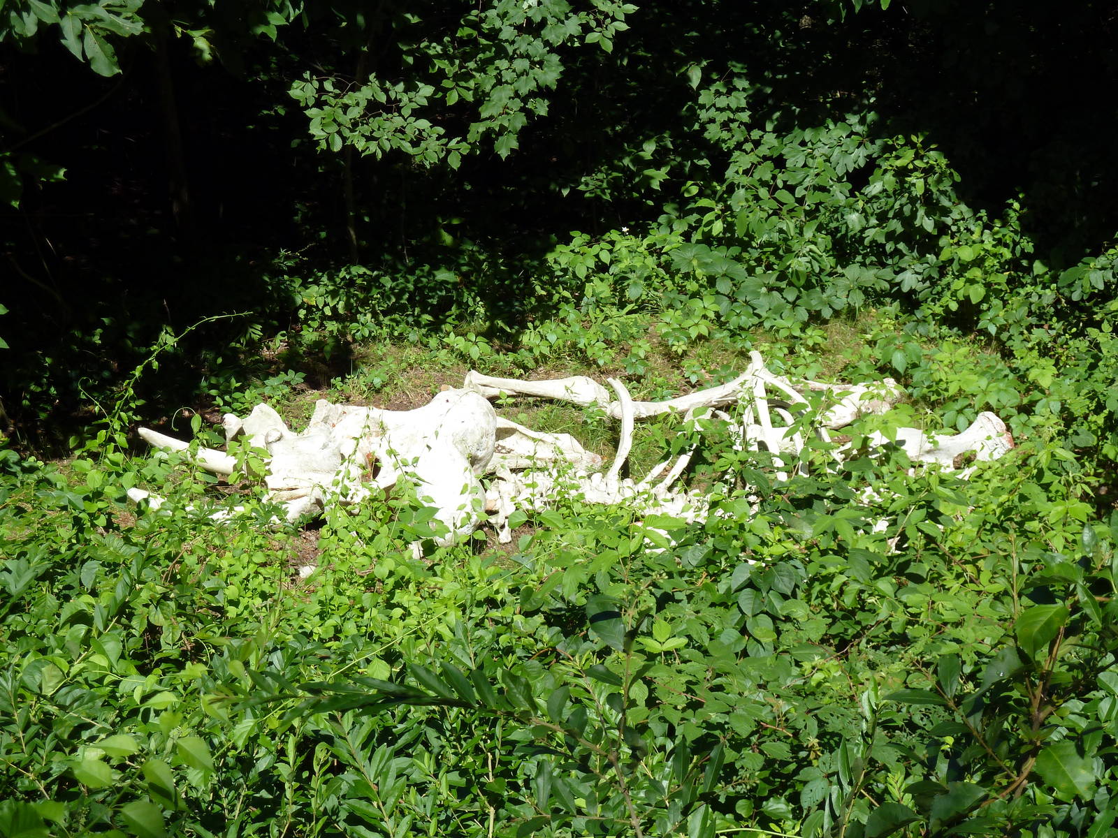 Wild Africa - Elephant Bones