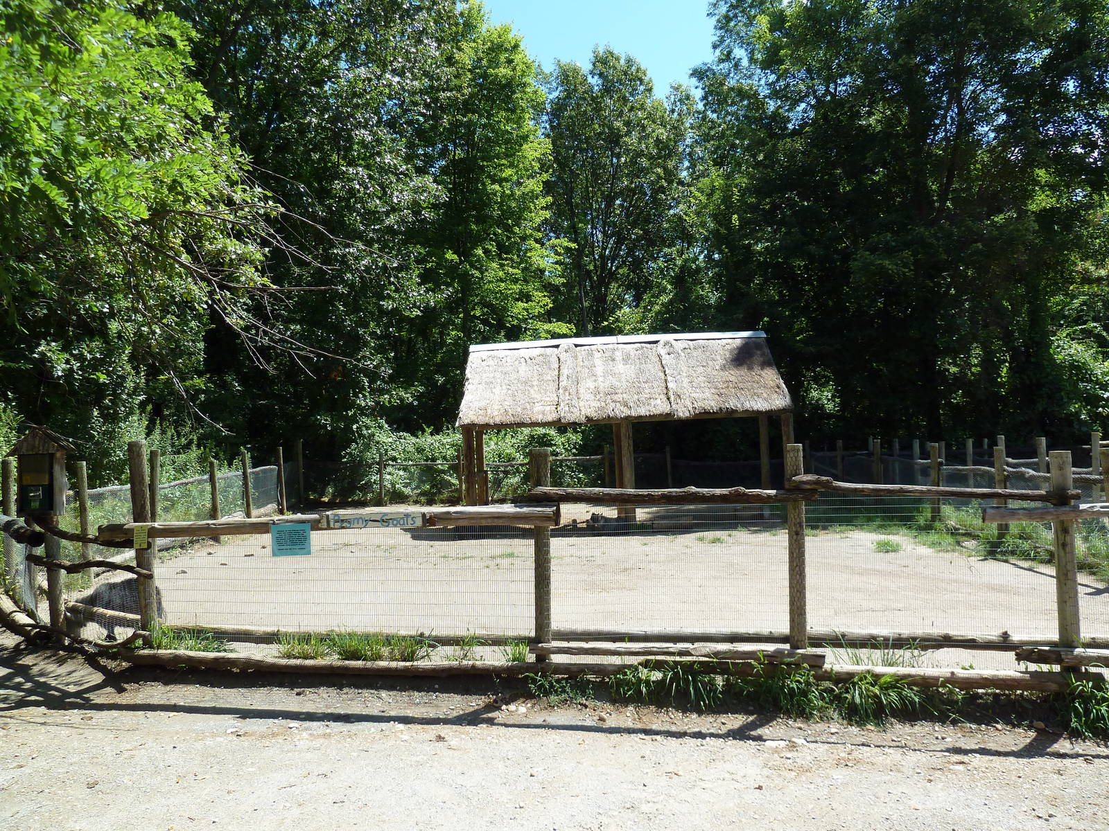 Wild Africa - Forest Farm - Pygmy Goat Pen