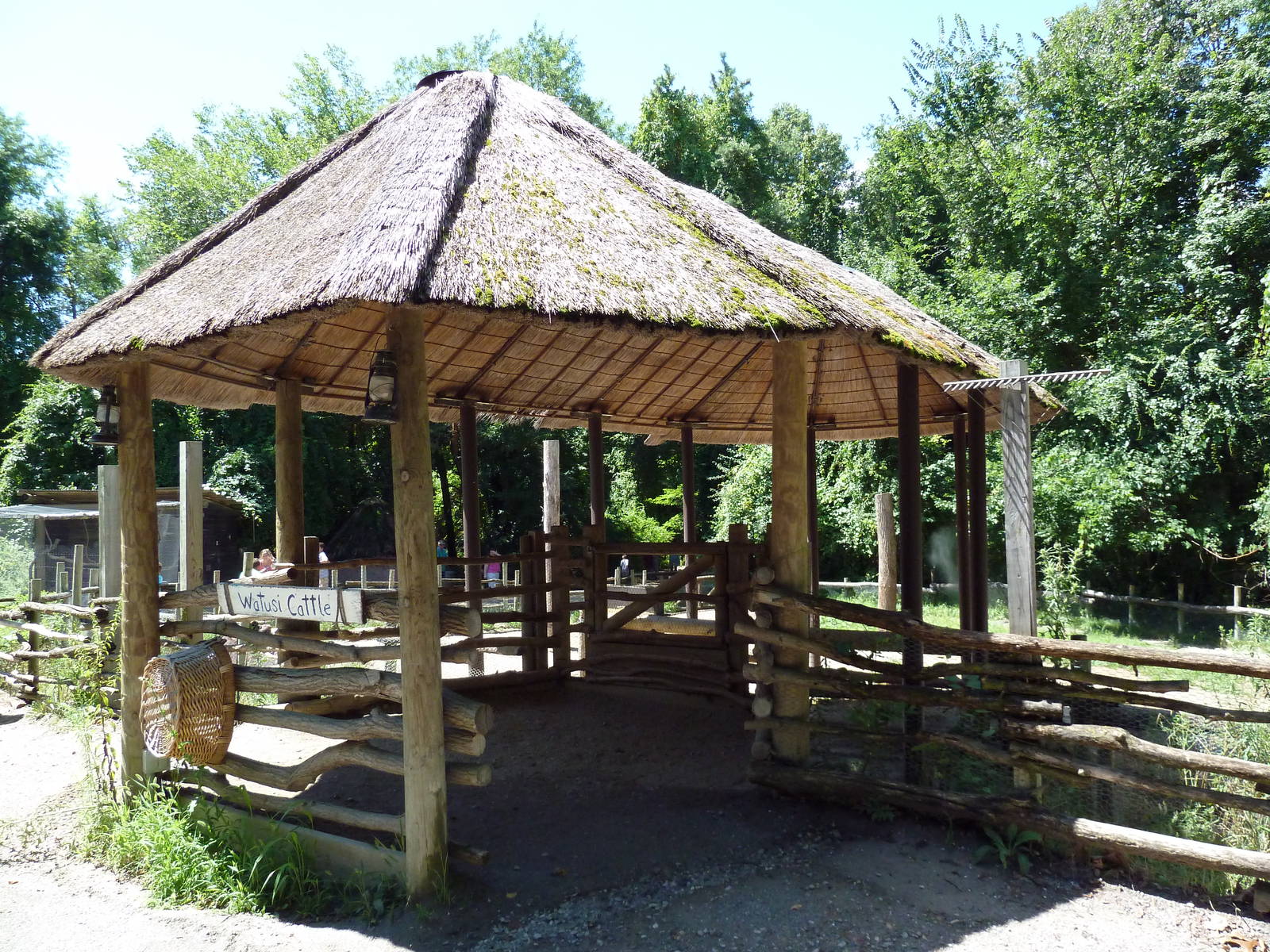 Wild Africa - Forest Farm - Watusi Cattle Pen