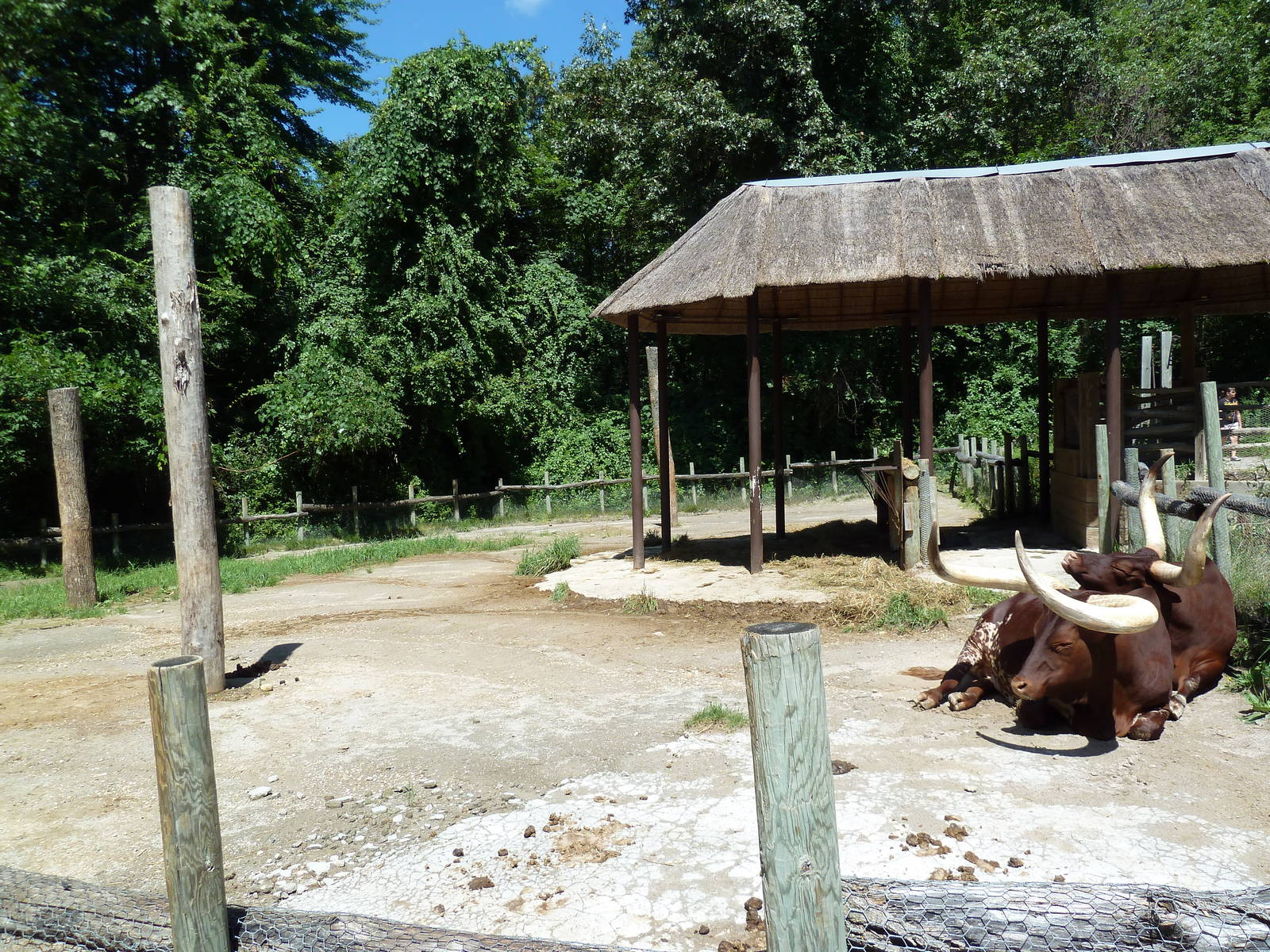 Wild Africa - Forest Farm - Watusi Cattle Pen