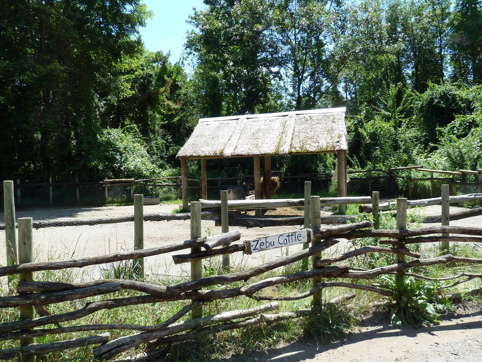 Wild Africa - Forest Farm - Zebu Cattle Pen