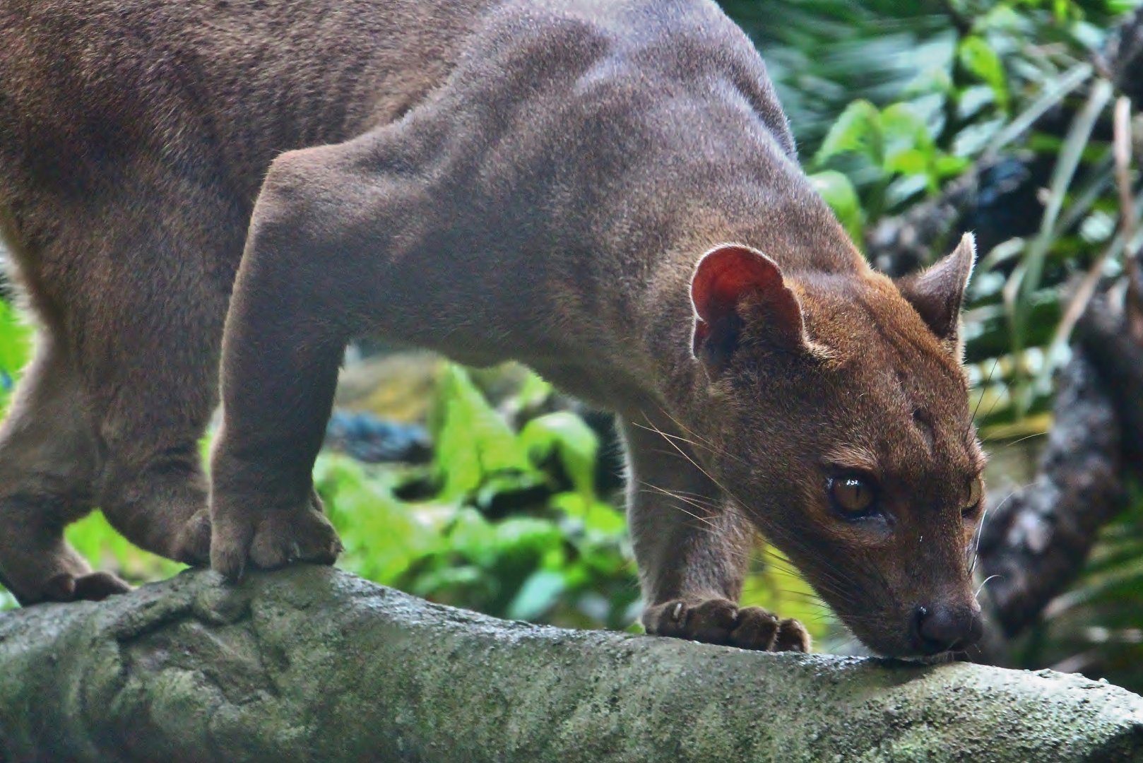 Wild Africa - Fossa