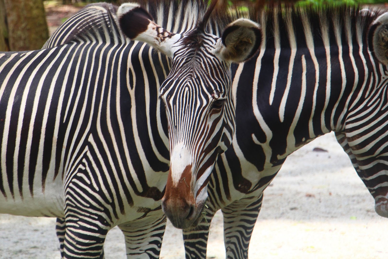 Wild Africa - Grevy's Zebra